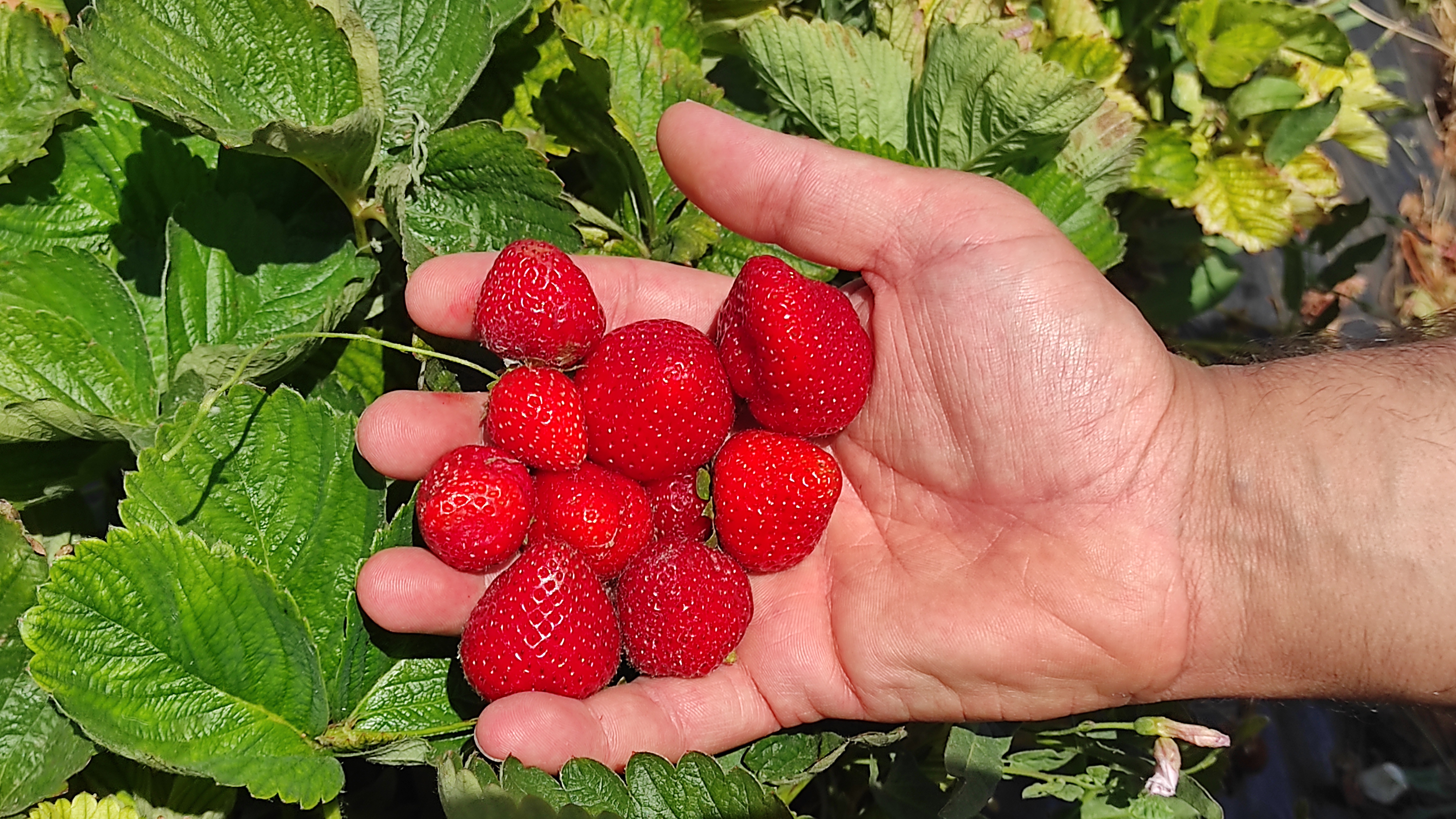 -Tarımın Başkenti Konya' Hüyük Çileği Üreticiye Umut Oluyor - Görsel 3