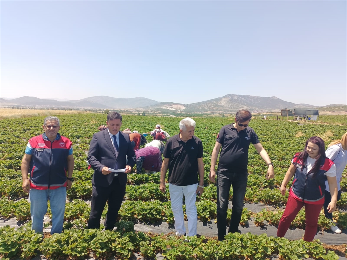 -Tarımın Başkenti Konya' Hüyük Çileği Üreticiye Umut Oluyor - Görsel 4