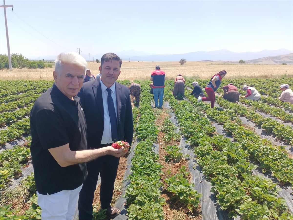 -Tarımın Başkenti Konya' Hüyük Çileği Üreticiye Umut Oluyor - Görsel 5