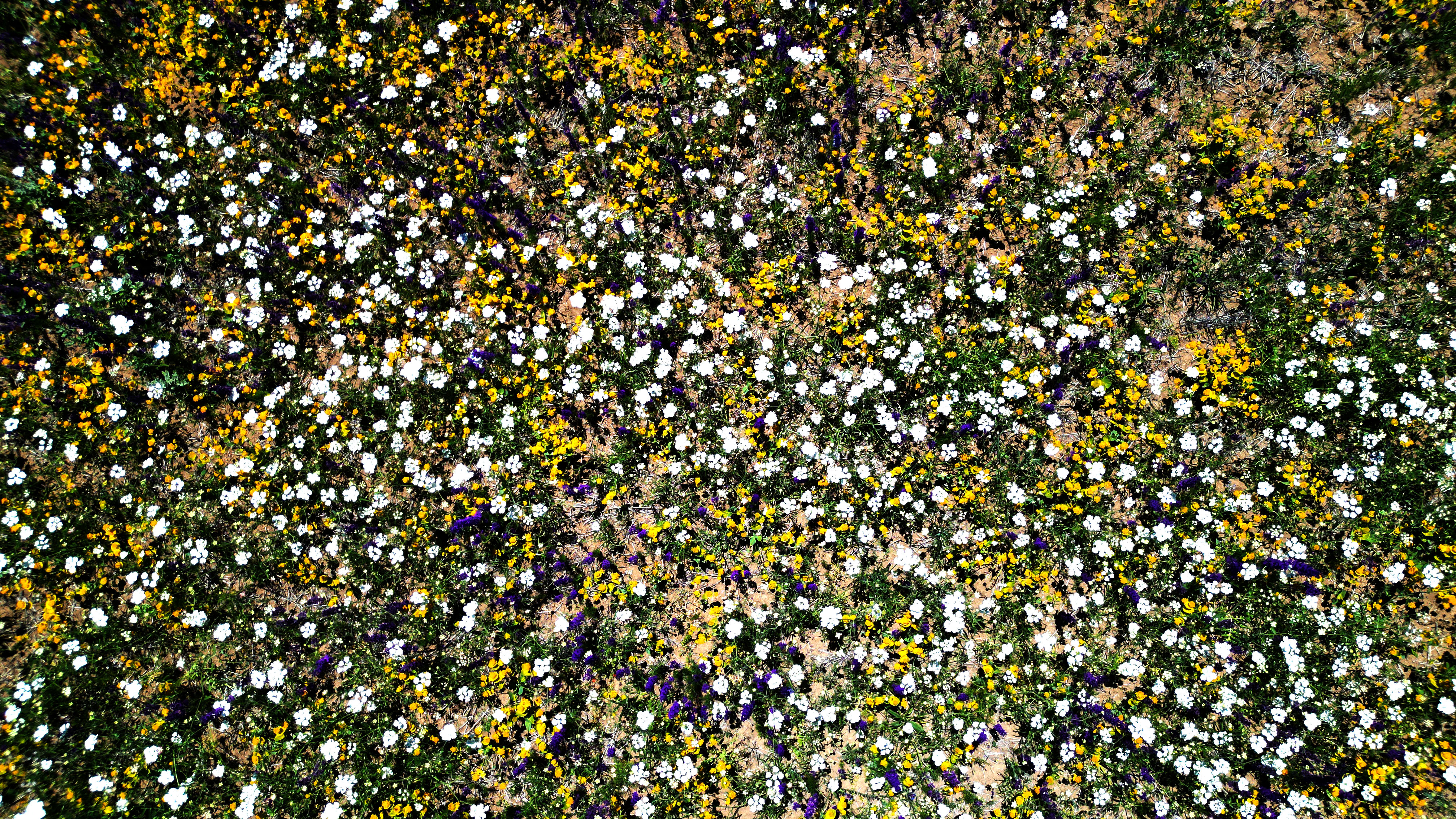 Sivas'ın nazar boncuğu göllerde 'renk' şöleni - Görsel 8