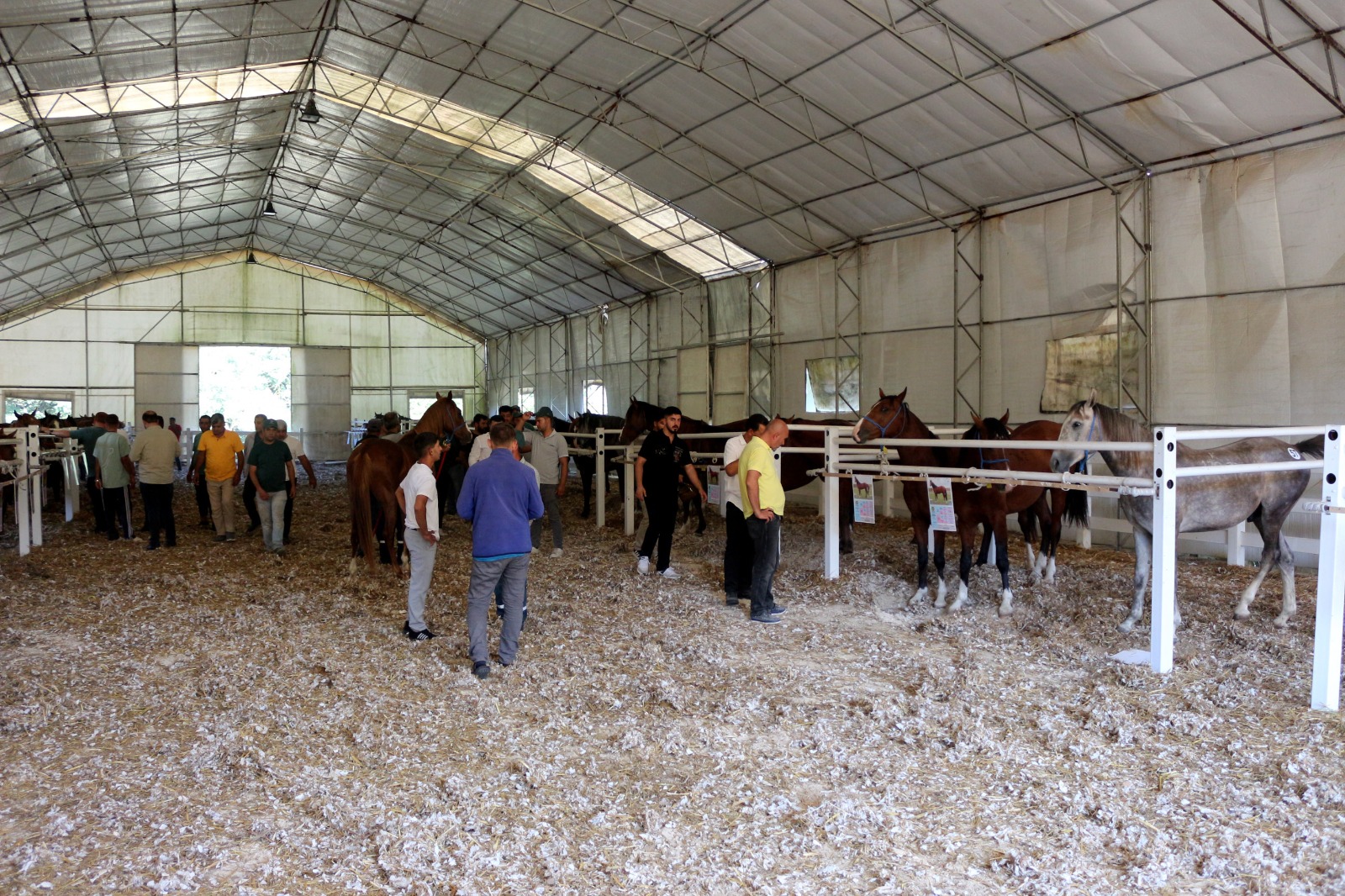 TİGEM, tay satışından tek seferde 31 milyon lira gelir elde etti - Görsel 2