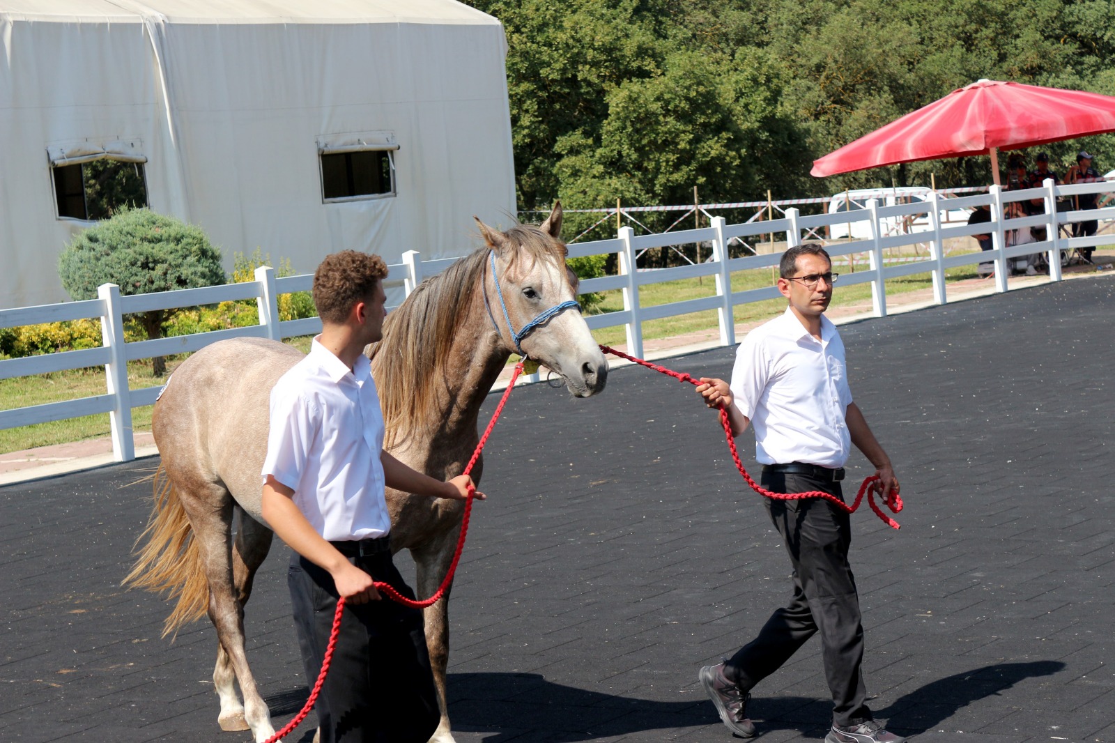 TİGEM, tay satışından tek seferde 31 milyon lira gelir elde etti - Görsel 4