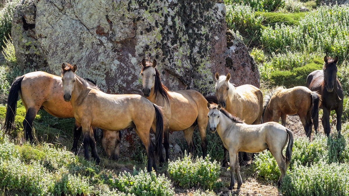Konya ve Karaman'dan Karadağ'a: Doğanın İzinde Özgür Atlar - Görsel 1