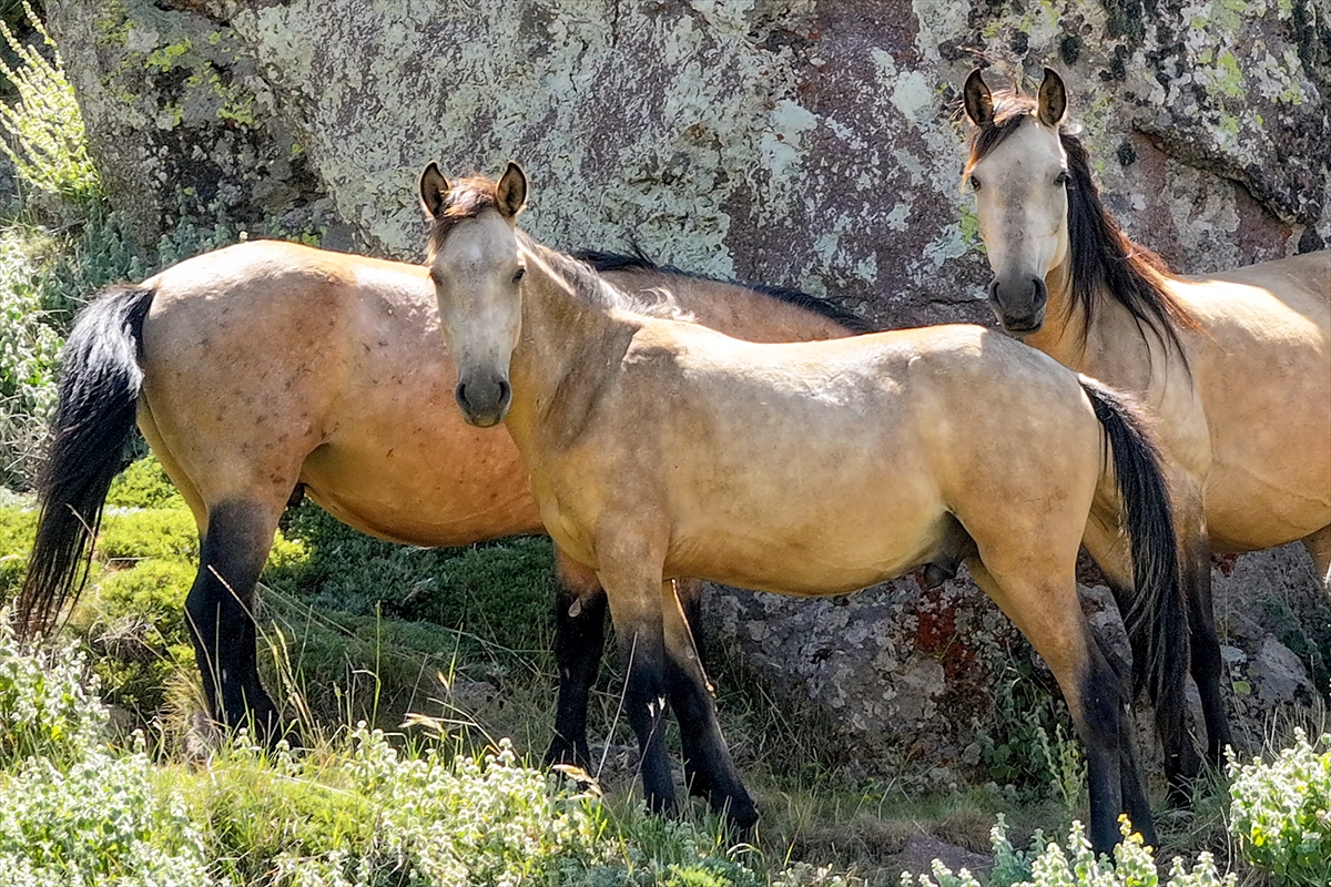 Konya ve Karaman'dan Karadağ'a: Doğanın İzinde Özgür Atlar - Görsel 2