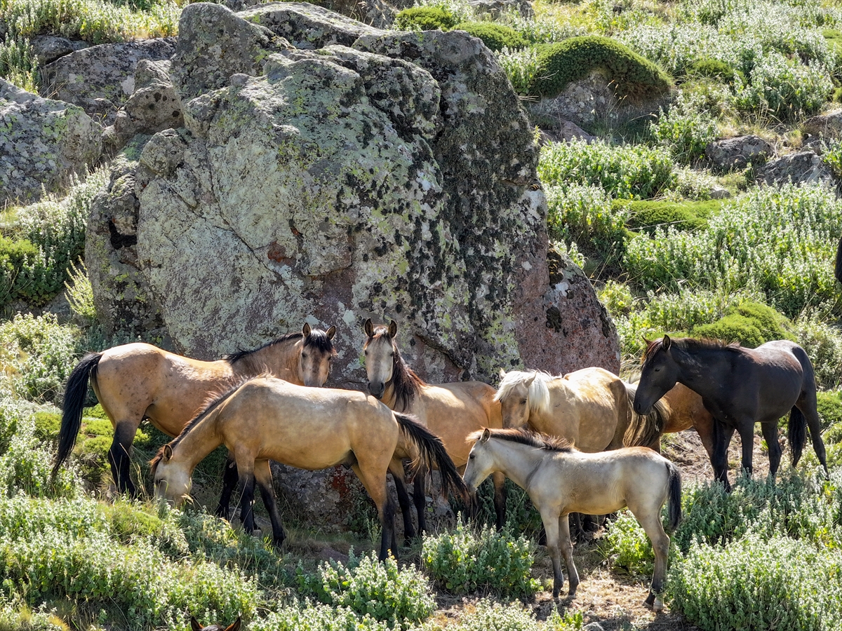 Konya ve Karaman'dan Karadağ'a: Doğanın İzinde Özgür Atlar - Görsel 3