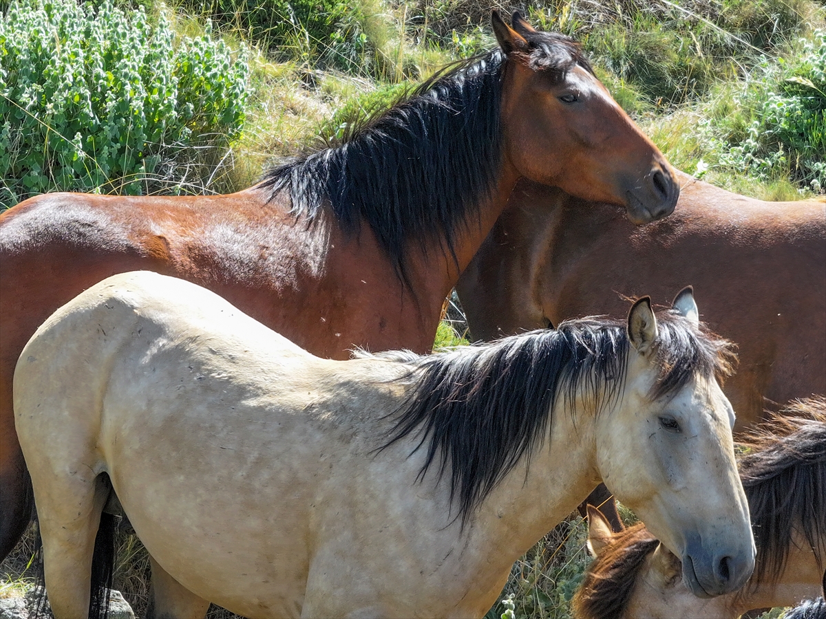 Konya ve Karaman'dan Karadağ'a: Doğanın İzinde Özgür Atlar - Görsel 5