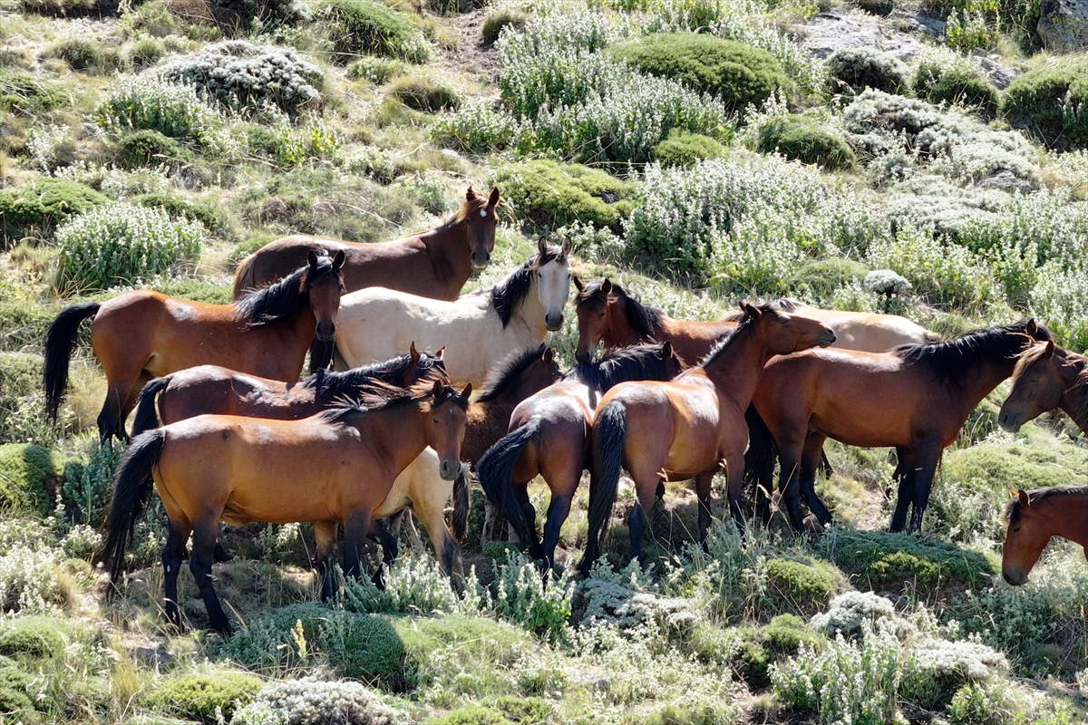 Konya ve Karaman'dan Karadağ'a: Doğanın İzinde Özgür Atlar - Görsel 6