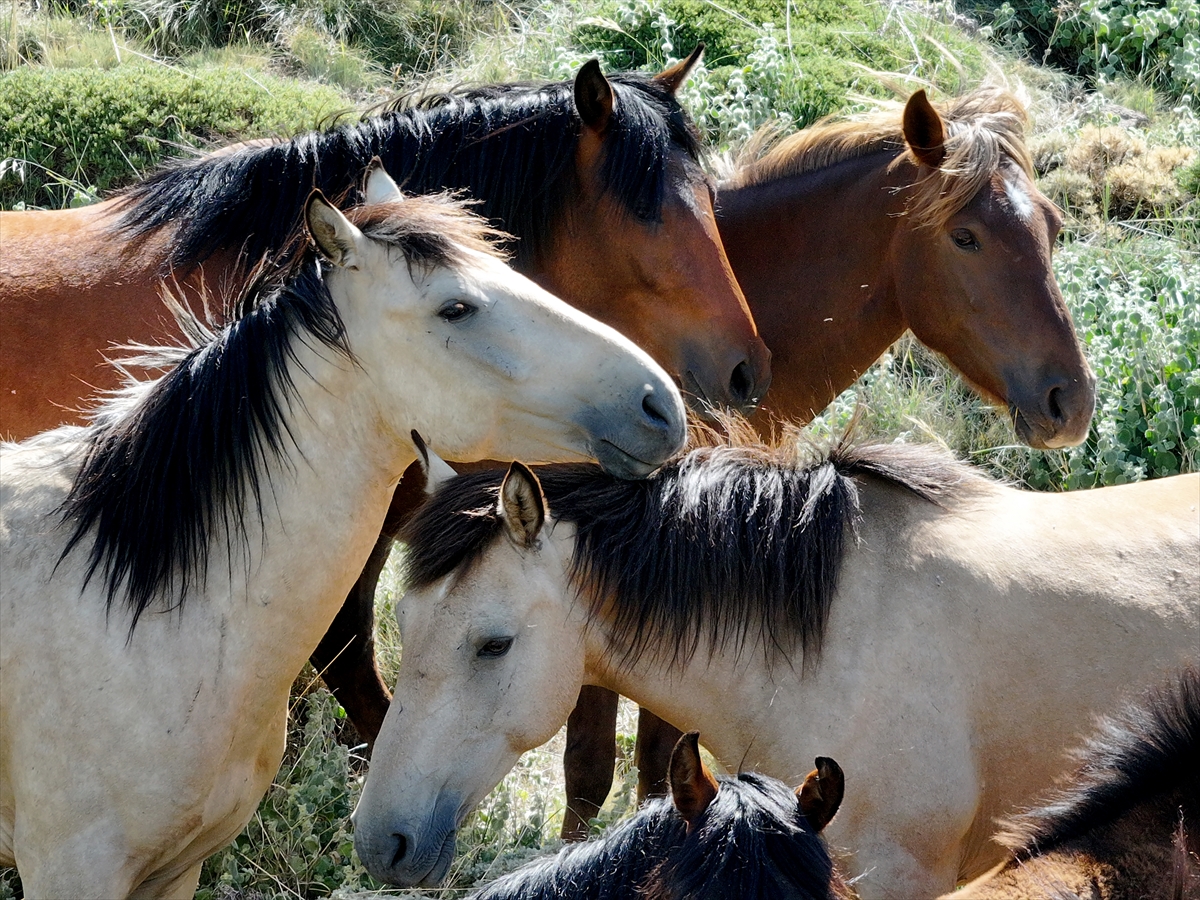 Konya ve Karaman'dan Karadağ'a: Doğanın İzinde Özgür Atlar - Görsel 7