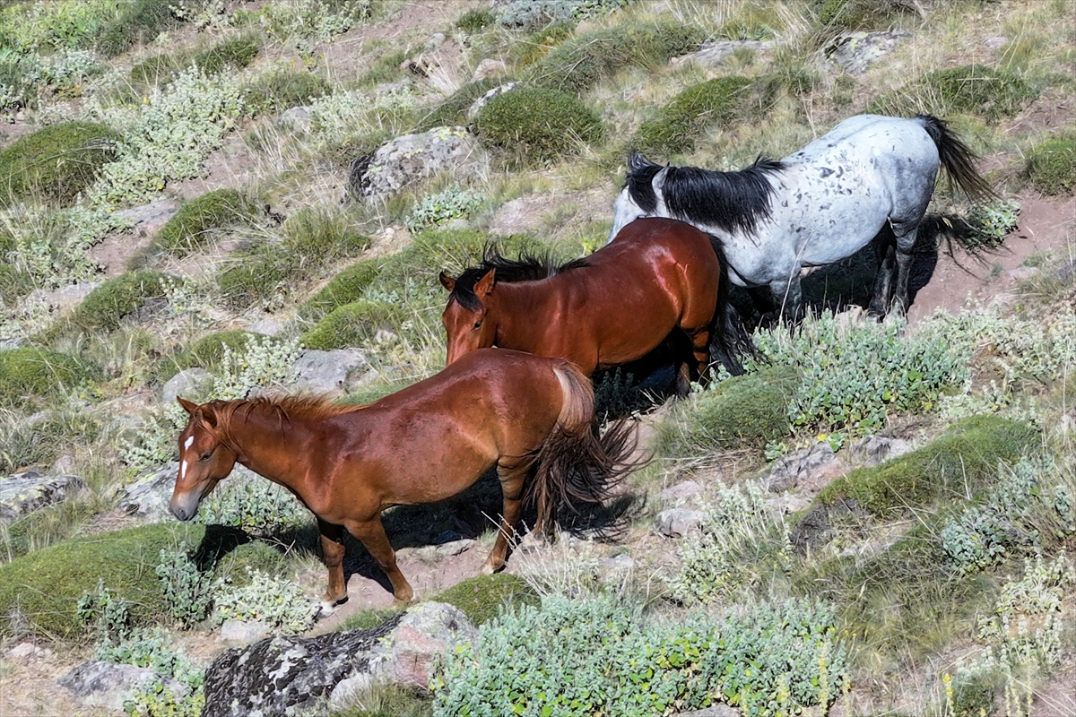 Konya ve Karaman'dan Karadağ'a: Doğanın İzinde Özgür Atlar - Görsel 8