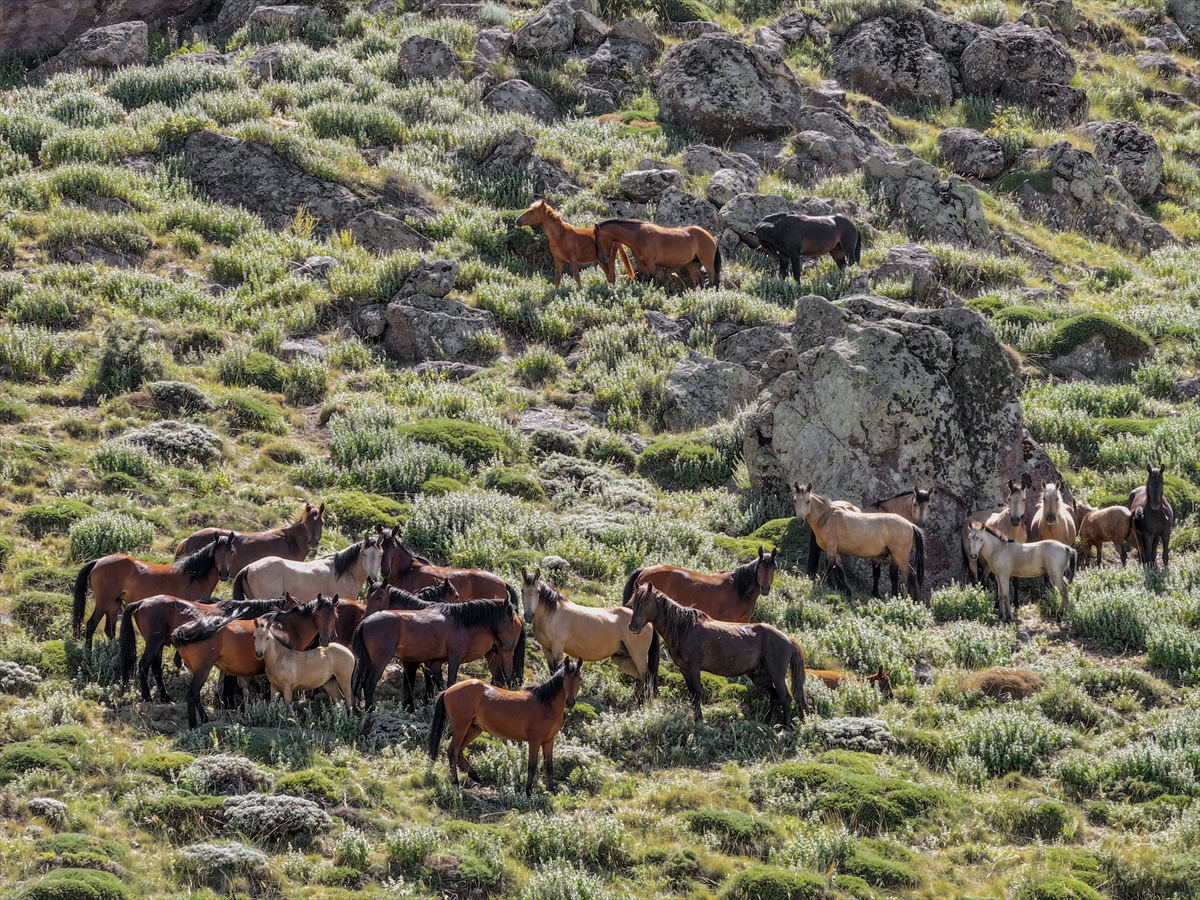 Konya ve Karaman'dan Karadağ'a: Doğanın İzinde Özgür Atlar - Görsel 10