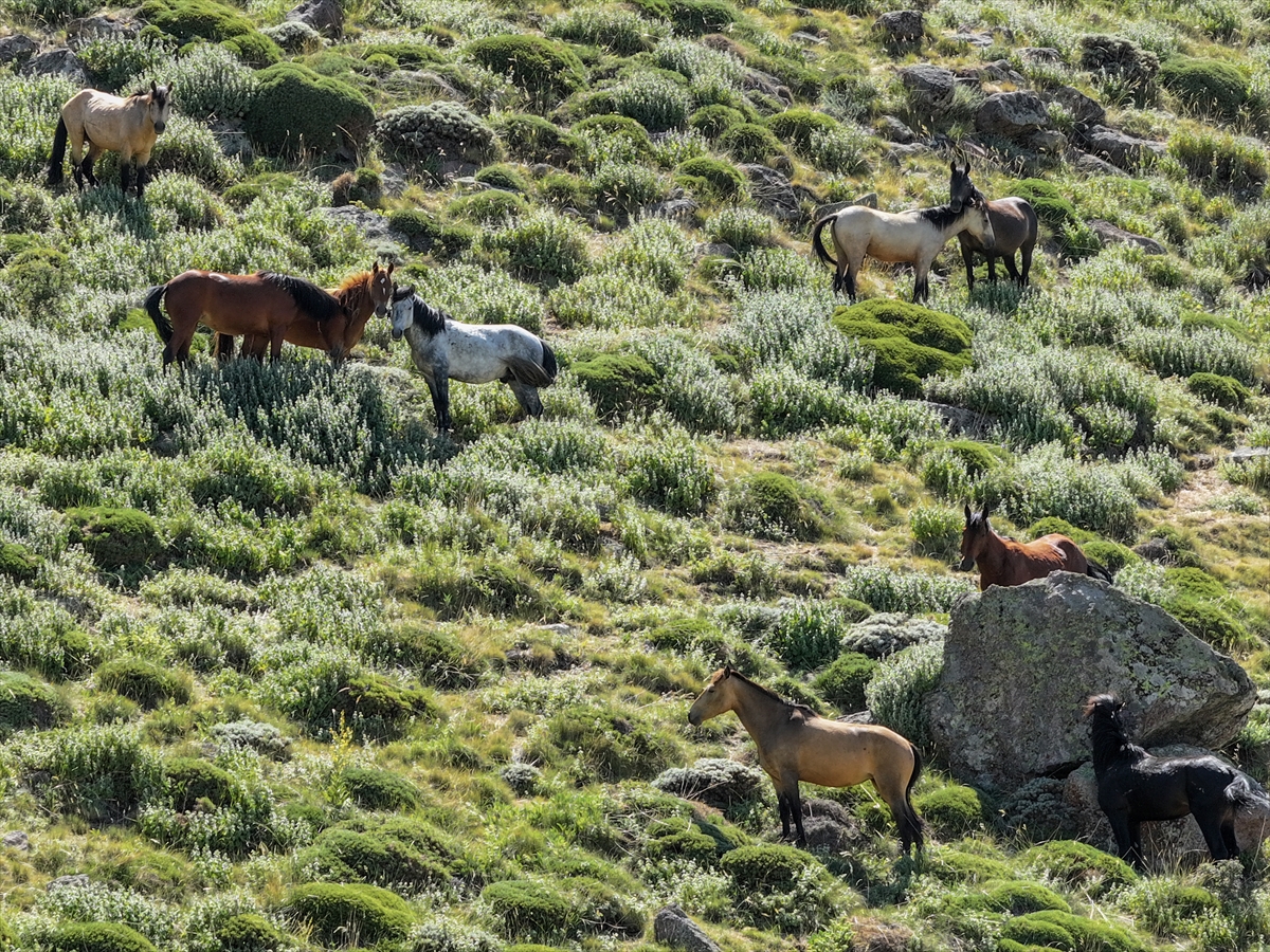 Konya ve Karaman'dan Karadağ'a: Doğanın İzinde Özgür Atlar - Görsel 11