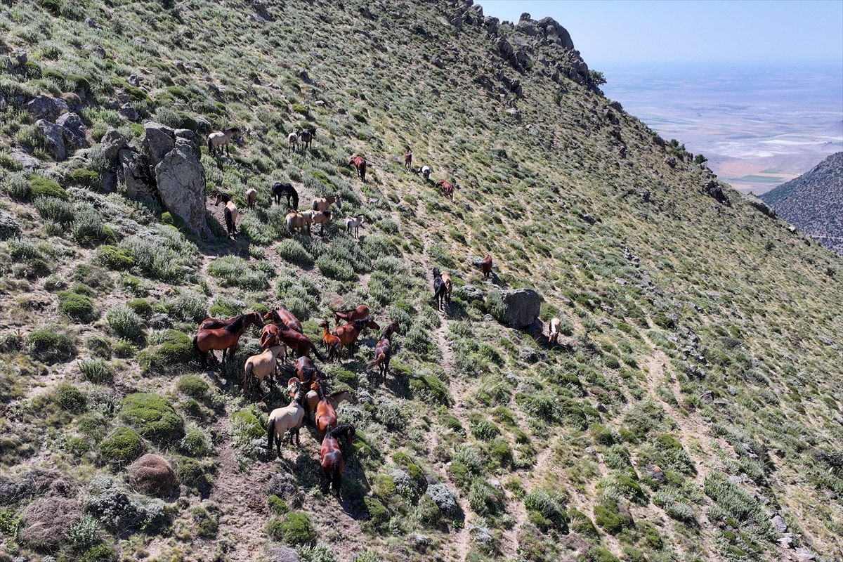 Konya ve Karaman'dan Karadağ'a: Doğanın İzinde Özgür Atlar - Görsel 12