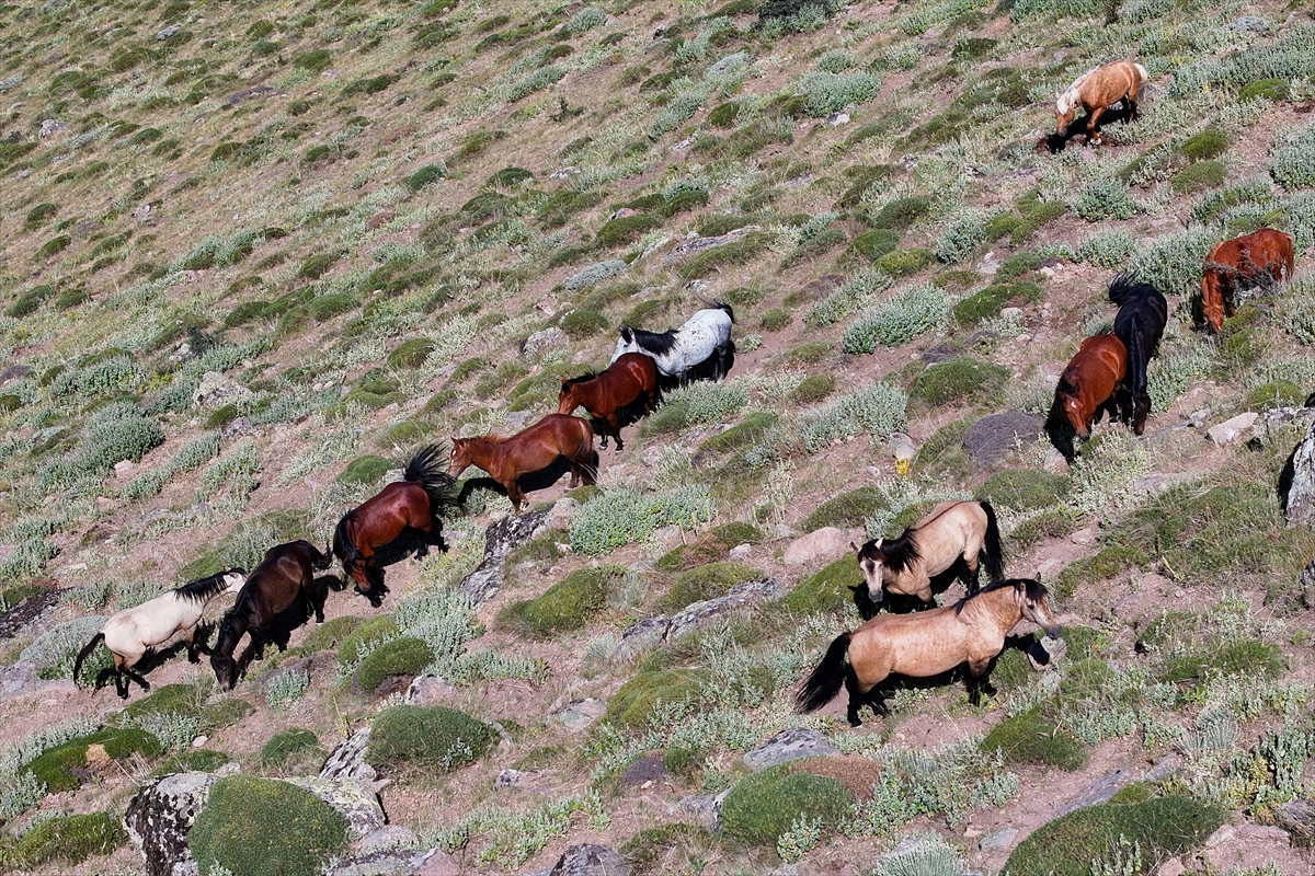 Konya ve Karaman'dan Karadağ'a: Doğanın İzinde Özgür Atlar - Görsel 13
