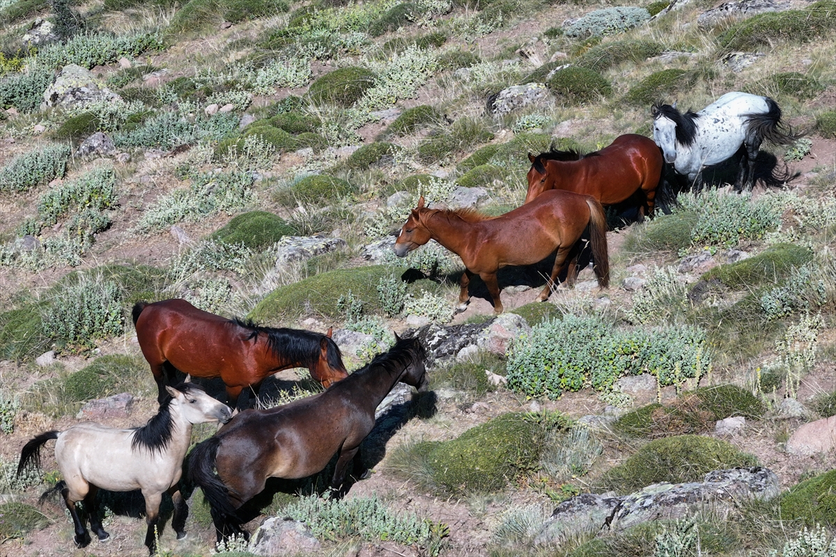 Konya ve Karaman'dan Karadağ'a: Doğanın İzinde Özgür Atlar - Görsel 14