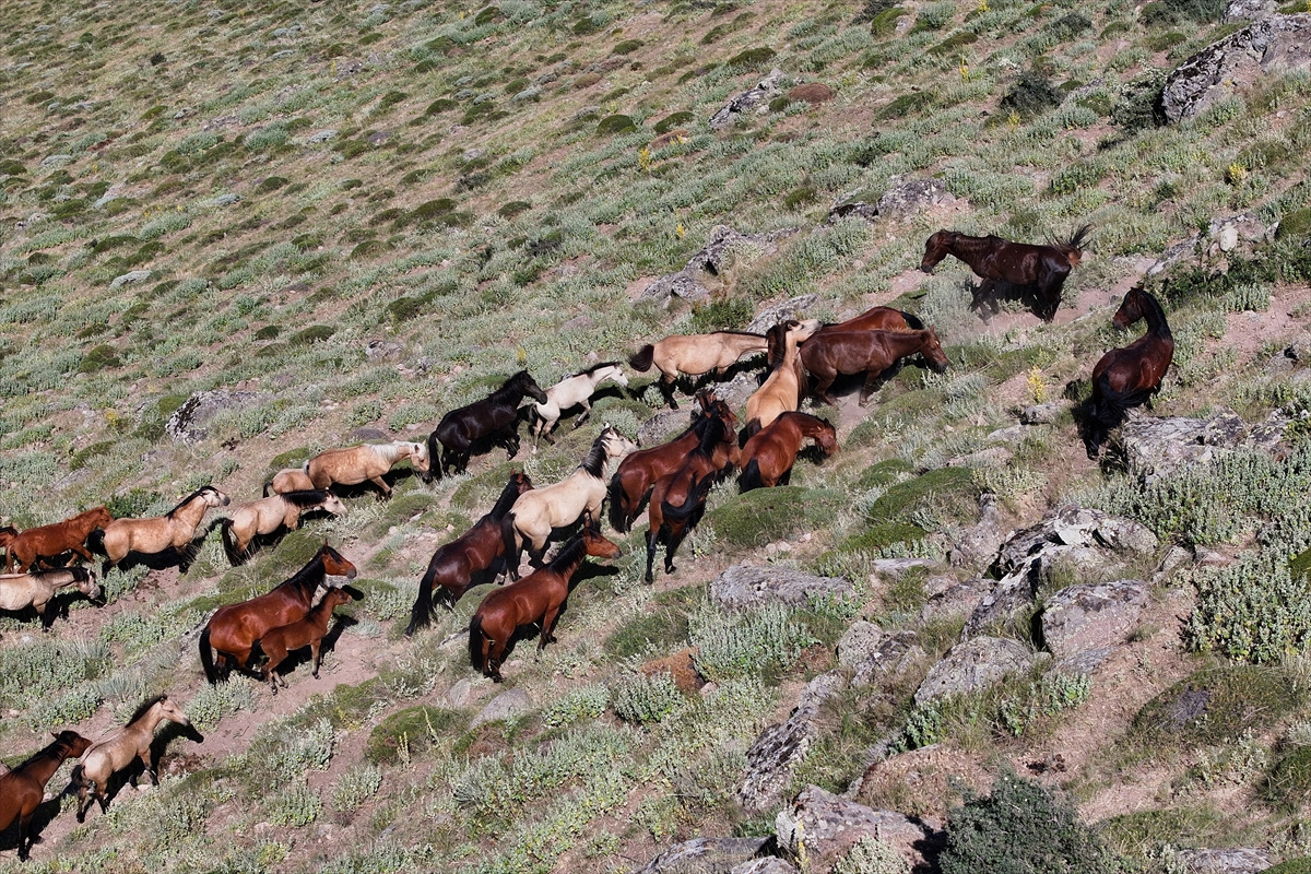 Konya ve Karaman'dan Karadağ'a: Doğanın İzinde Özgür Atlar - Görsel 15