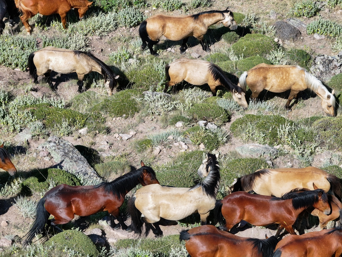 Konya ve Karaman'dan Karadağ'a: Doğanın İzinde Özgür Atlar - Görsel 16