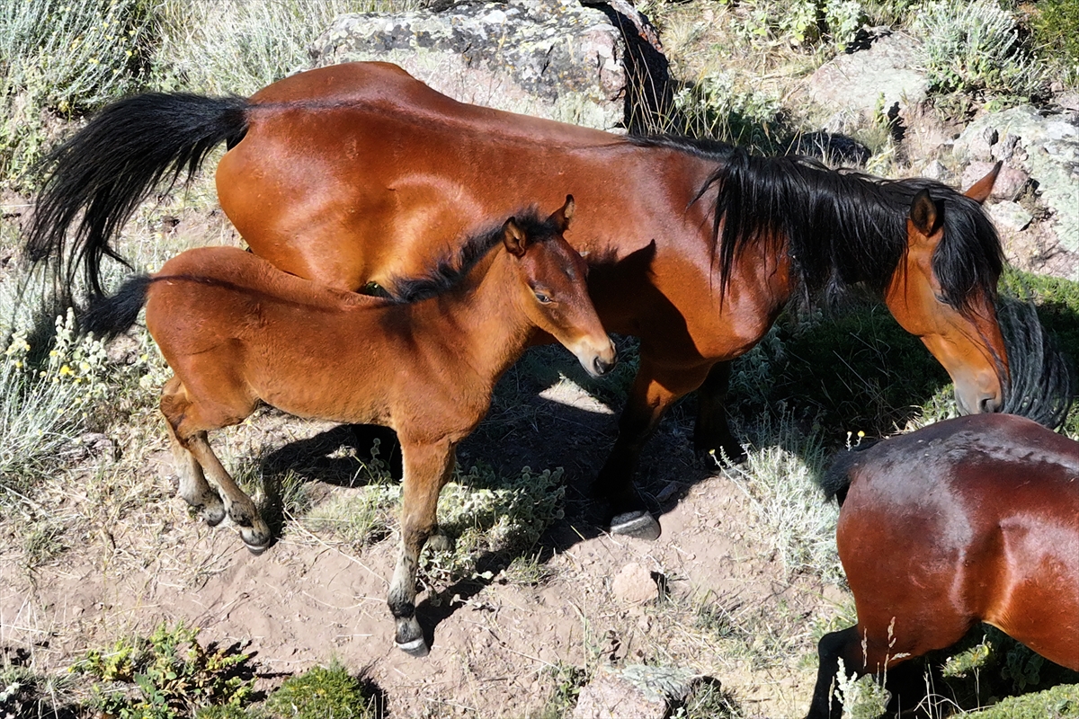 Konya ve Karaman'dan Karadağ'a: Doğanın İzinde Özgür Atlar - Görsel 17