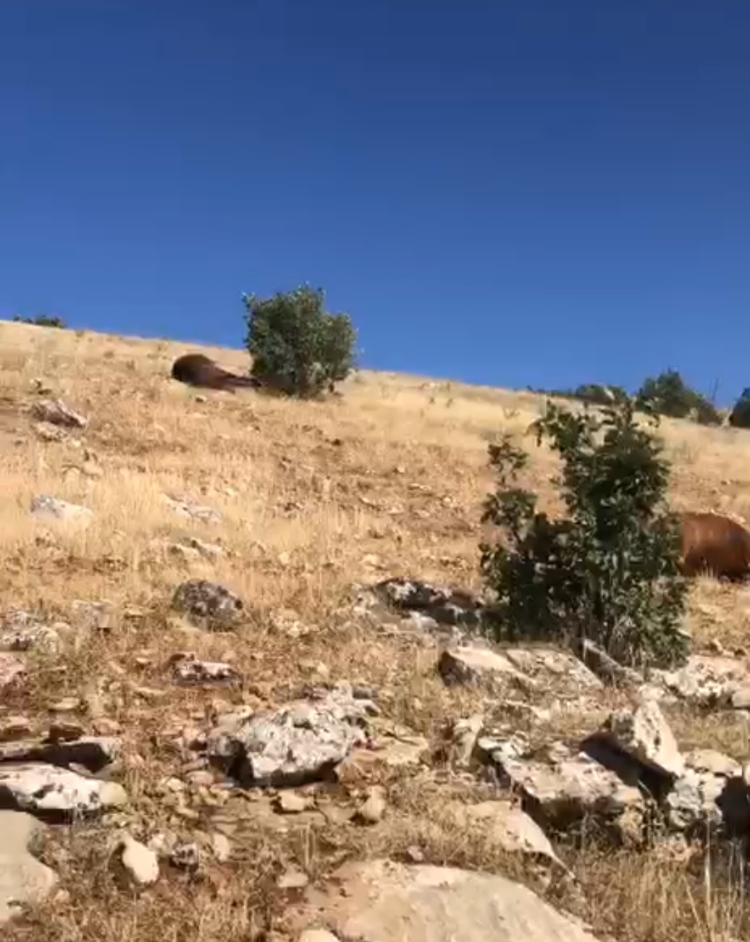  Bu Nasıl  bir  Canilikki;Batman'da silahla vurulmuş halde 7 yılkı atı bulundu - Görsel 1