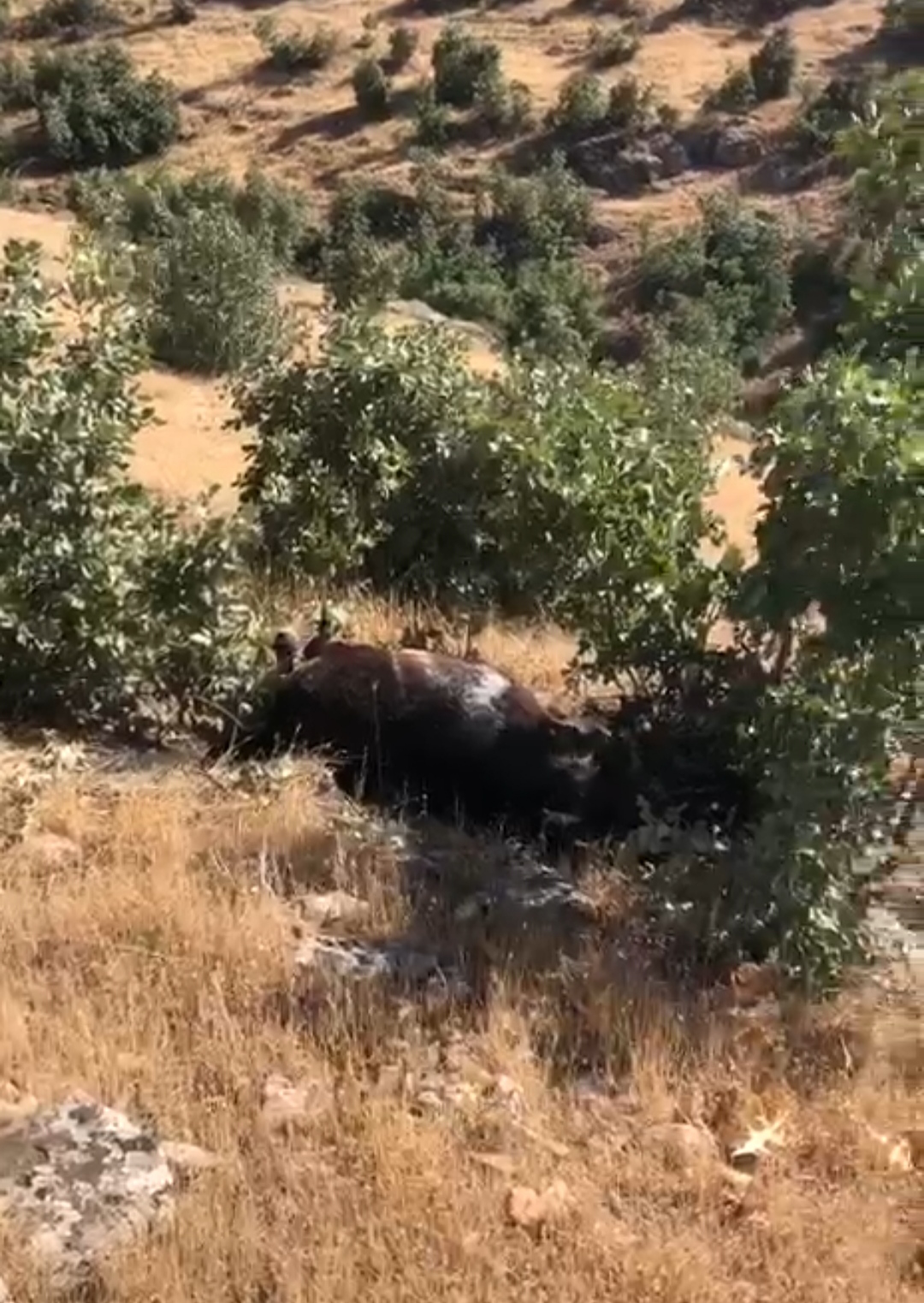  Bu Nasıl  bir  Canilikki;Batman'da silahla vurulmuş halde 7 yılkı atı bulundu - Görsel 2