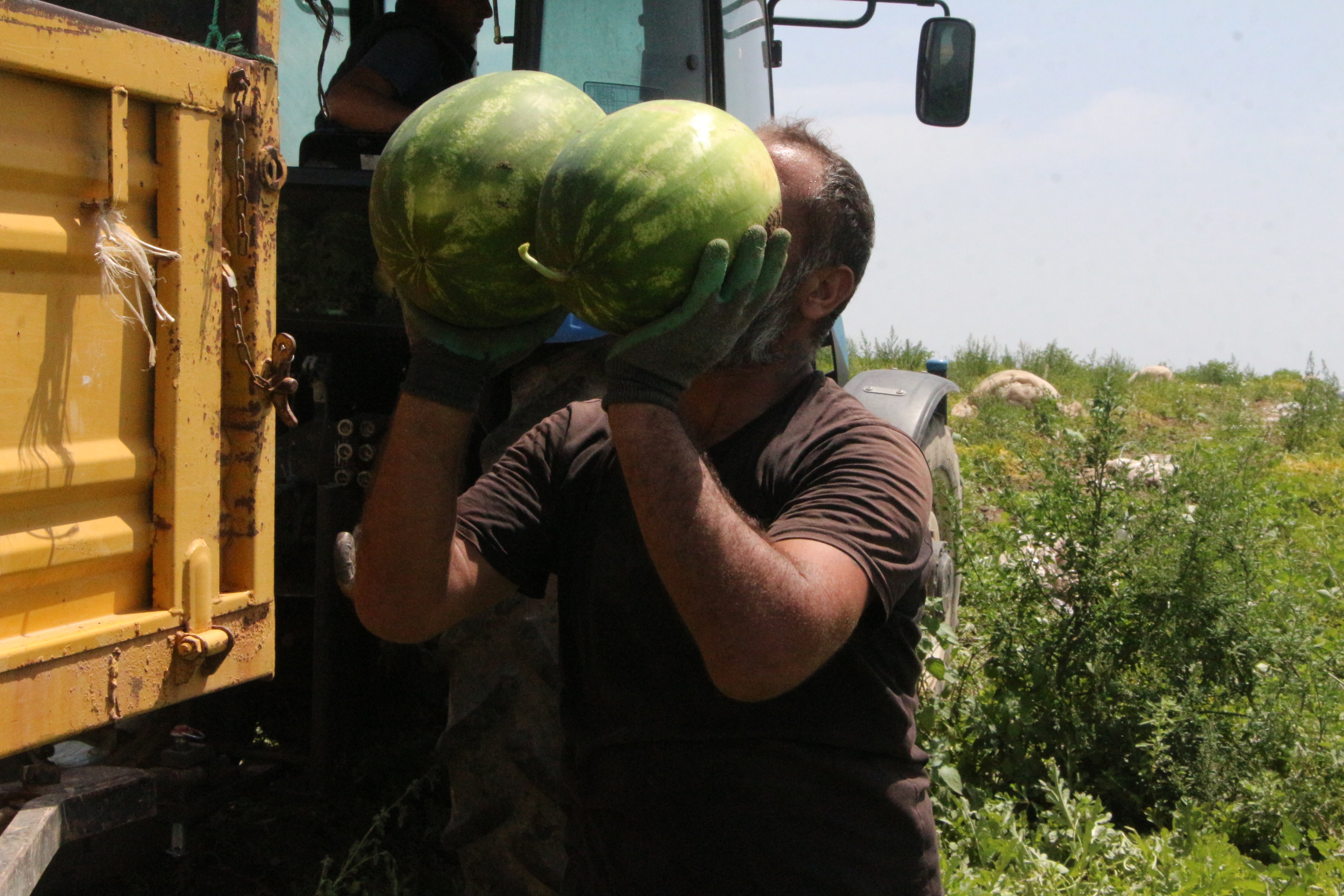 Adana'da karpuzun tarlada kilosu 13 TL'den 5 TL'ye düştü - Görsel 1