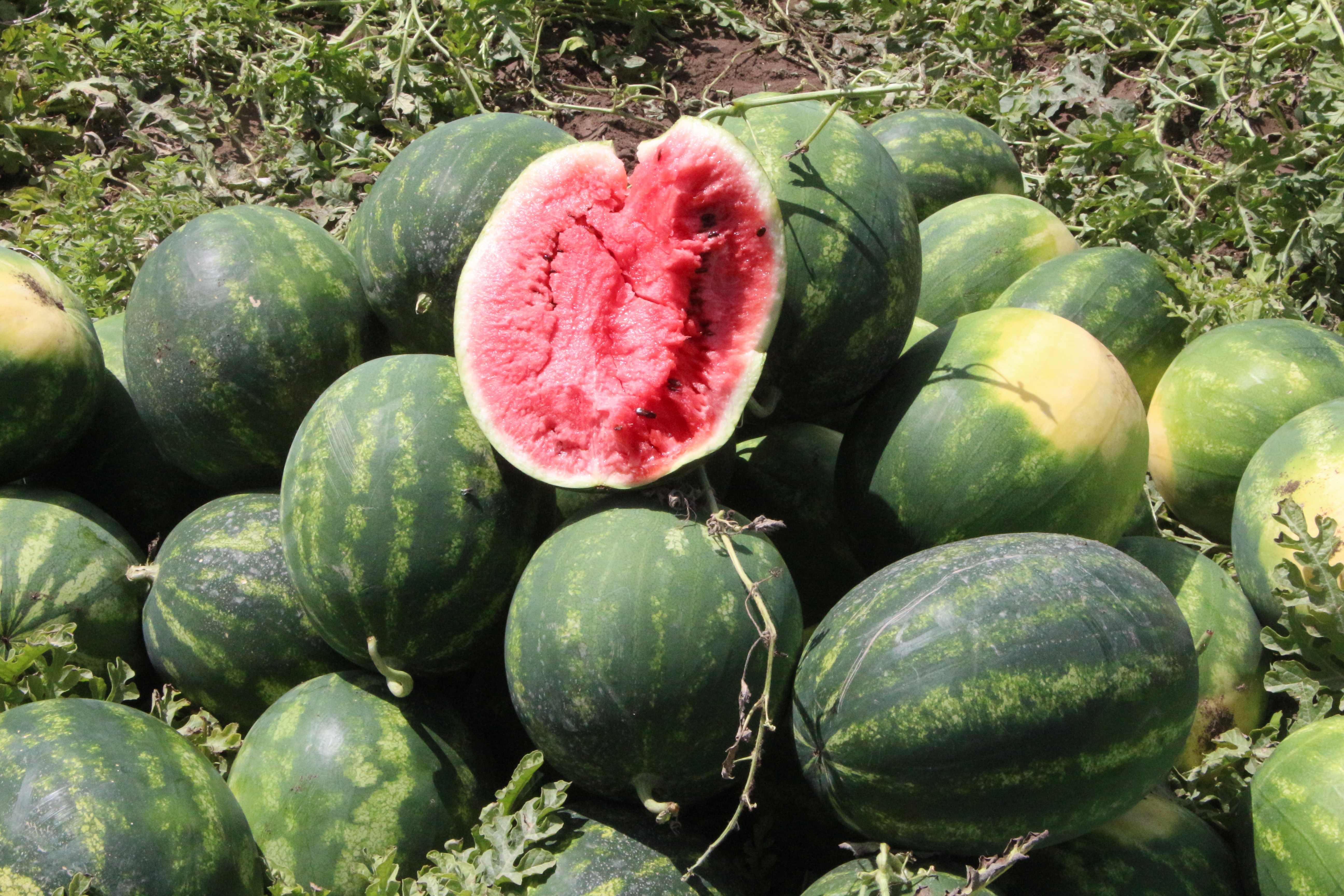 Adana'da karpuzun tarlada kilosu 13 TL'den 5 TL'ye düştü - Görsel 5