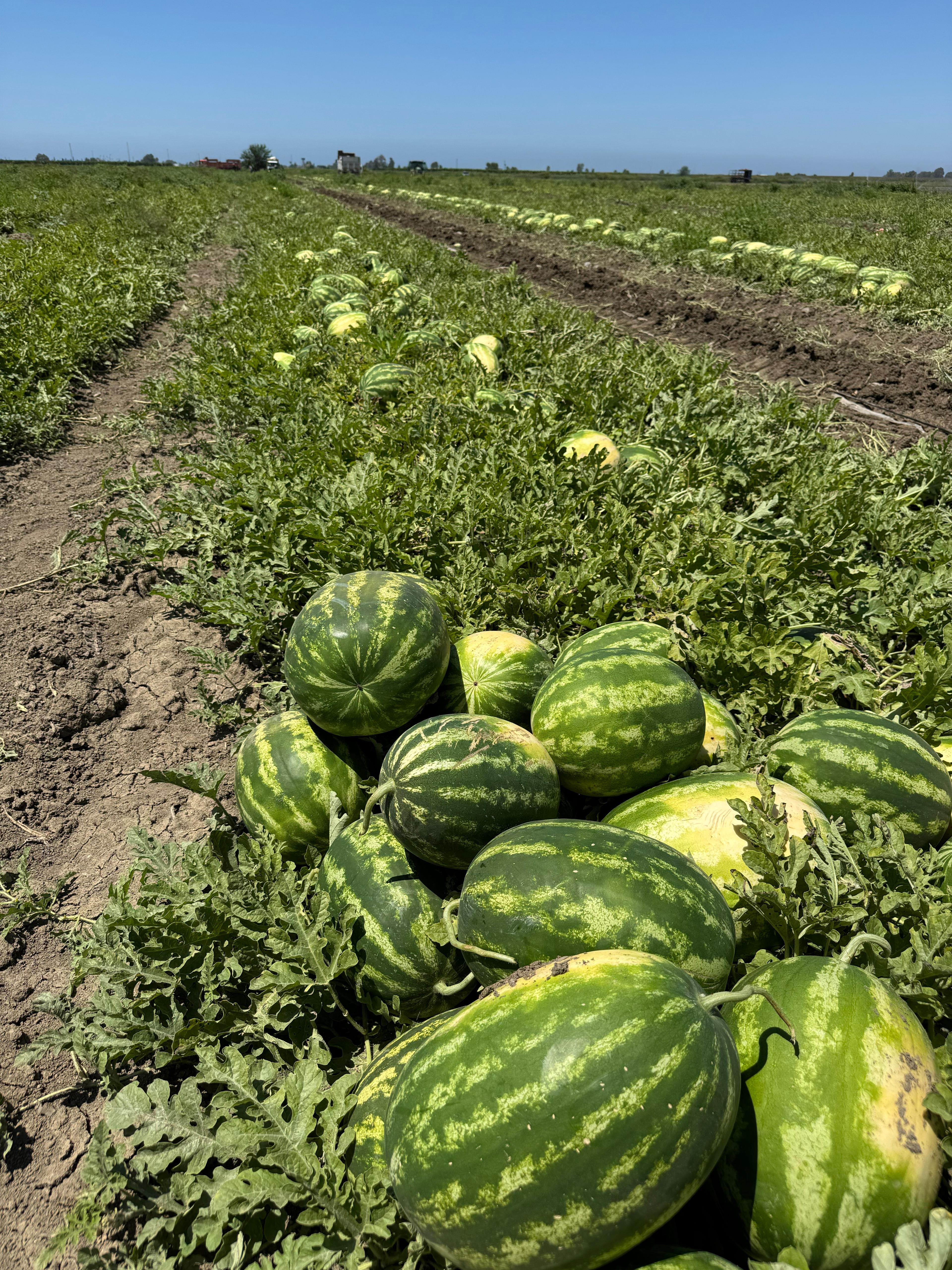 Adana'da karpuzun tarlada kilosu 13 TL'den 5 TL'ye düştü - Görsel 6