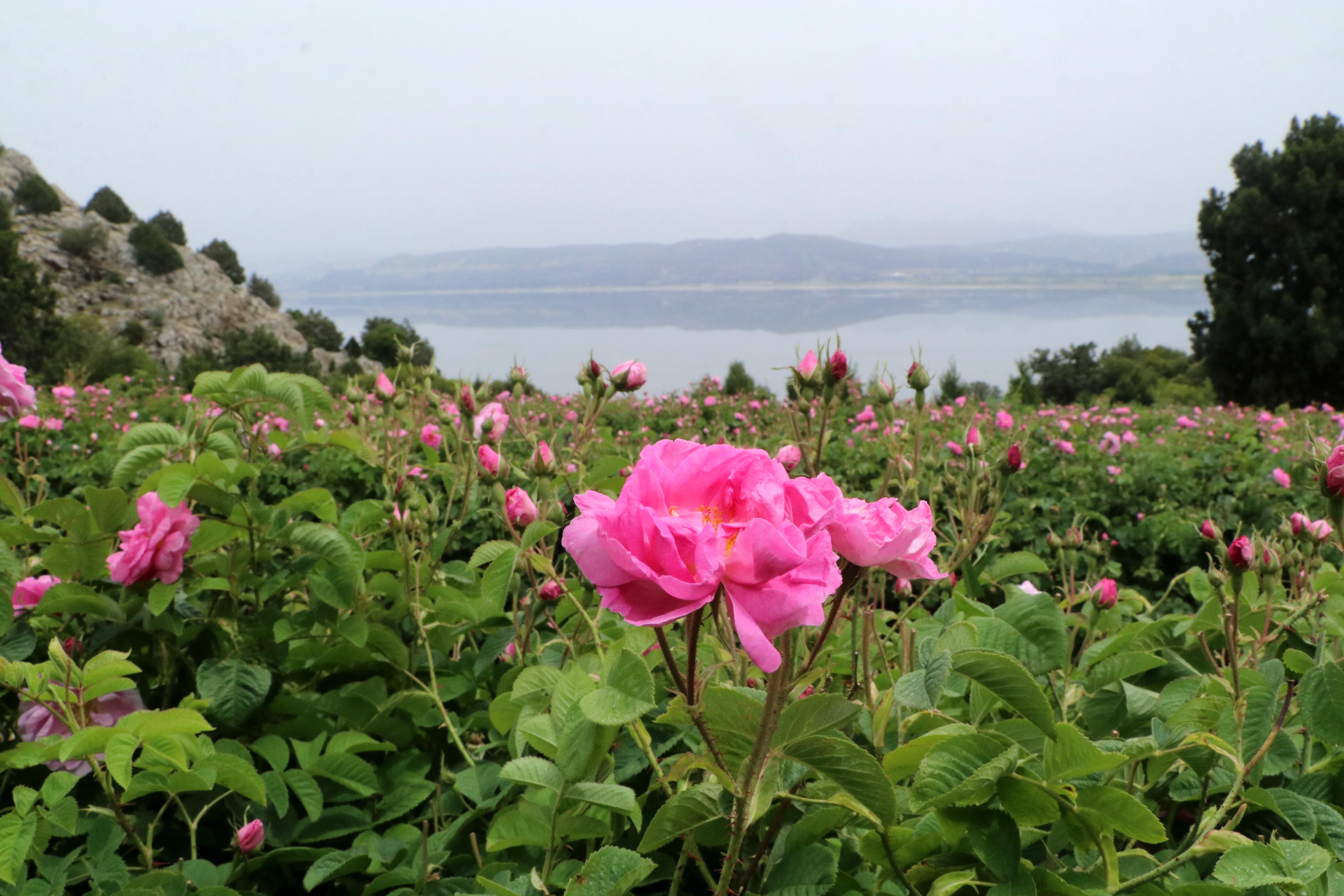 Tatil tercihinde yeni trend 'tarım turizmi' - Görsel 4