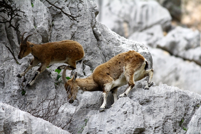 Dağ keçileriyle ünlü şelalede 'kuraklık' tehlikesi - Görsel 6