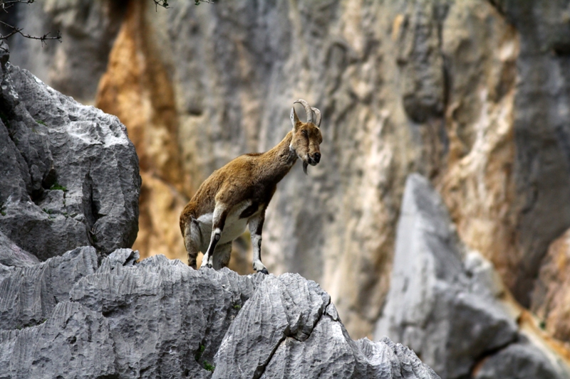 Dağ keçileriyle ünlü şelalede 'kuraklık' tehlikesi - Görsel 7