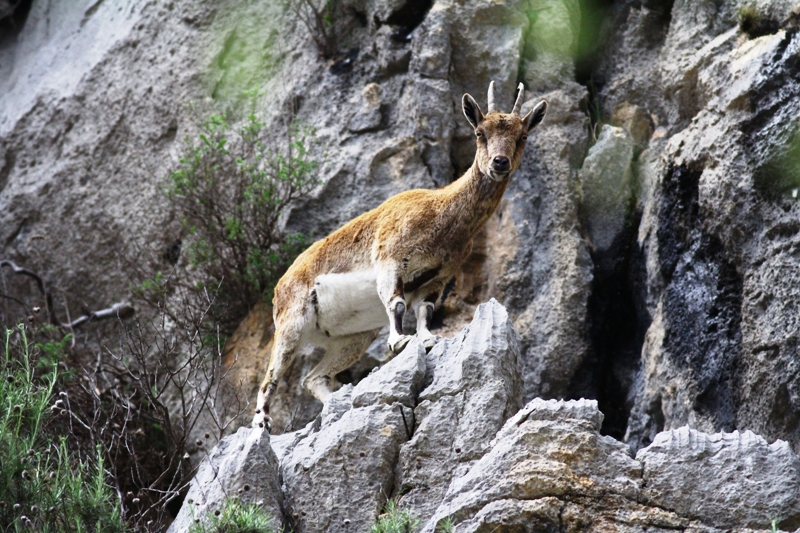 Dağ keçileriyle ünlü şelalede 'kuraklık' tehlikesi - Görsel 8