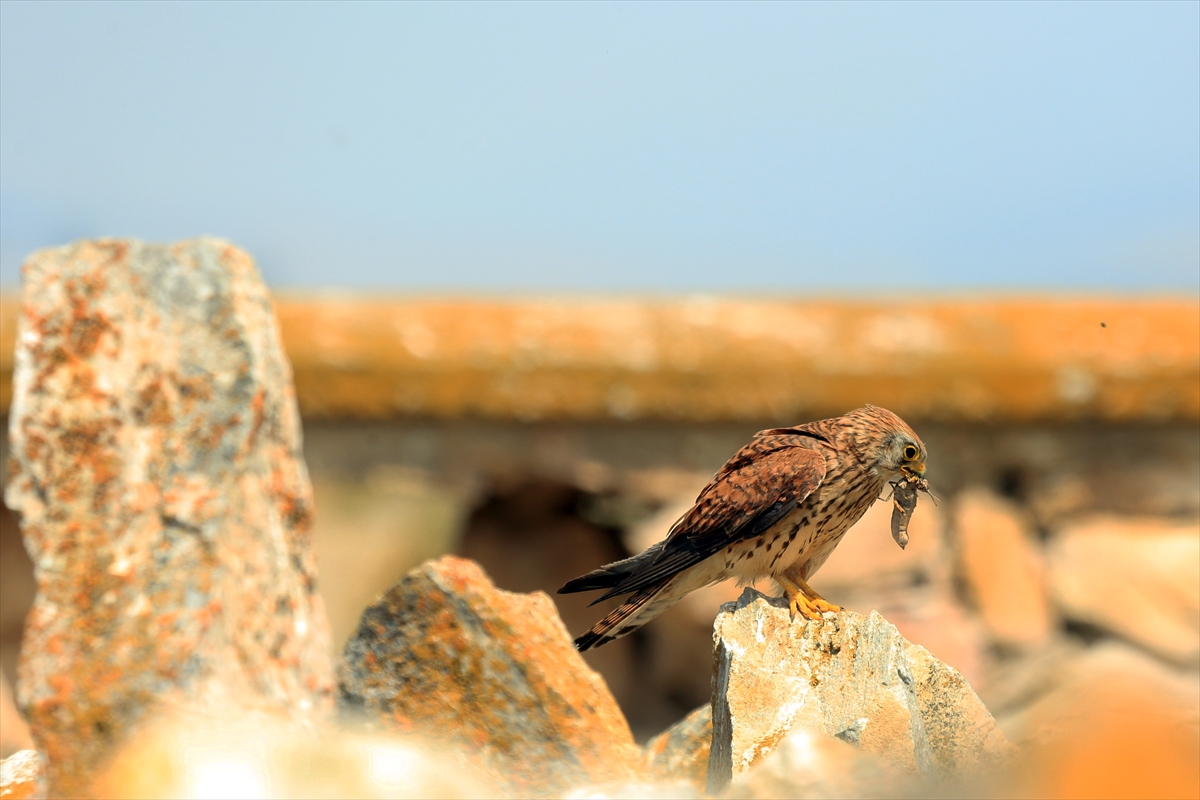 Konya'da kerkenezlerin "av mesaisi" - Görsel 2