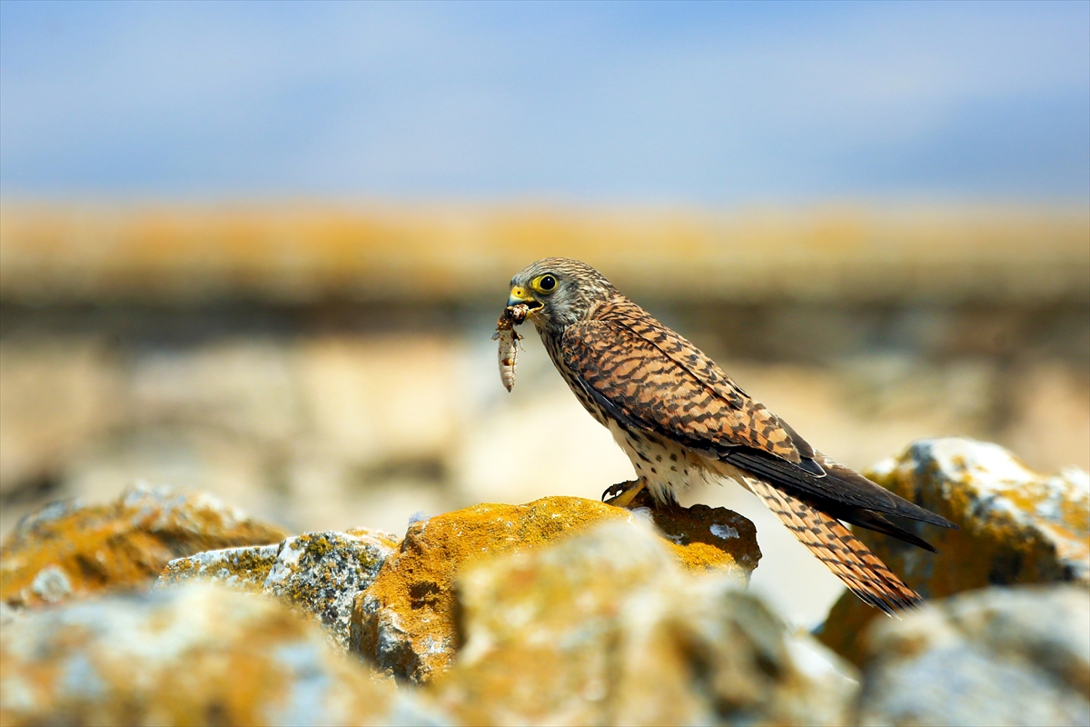 Konya'da kerkenezlerin "av mesaisi" - Görsel 3