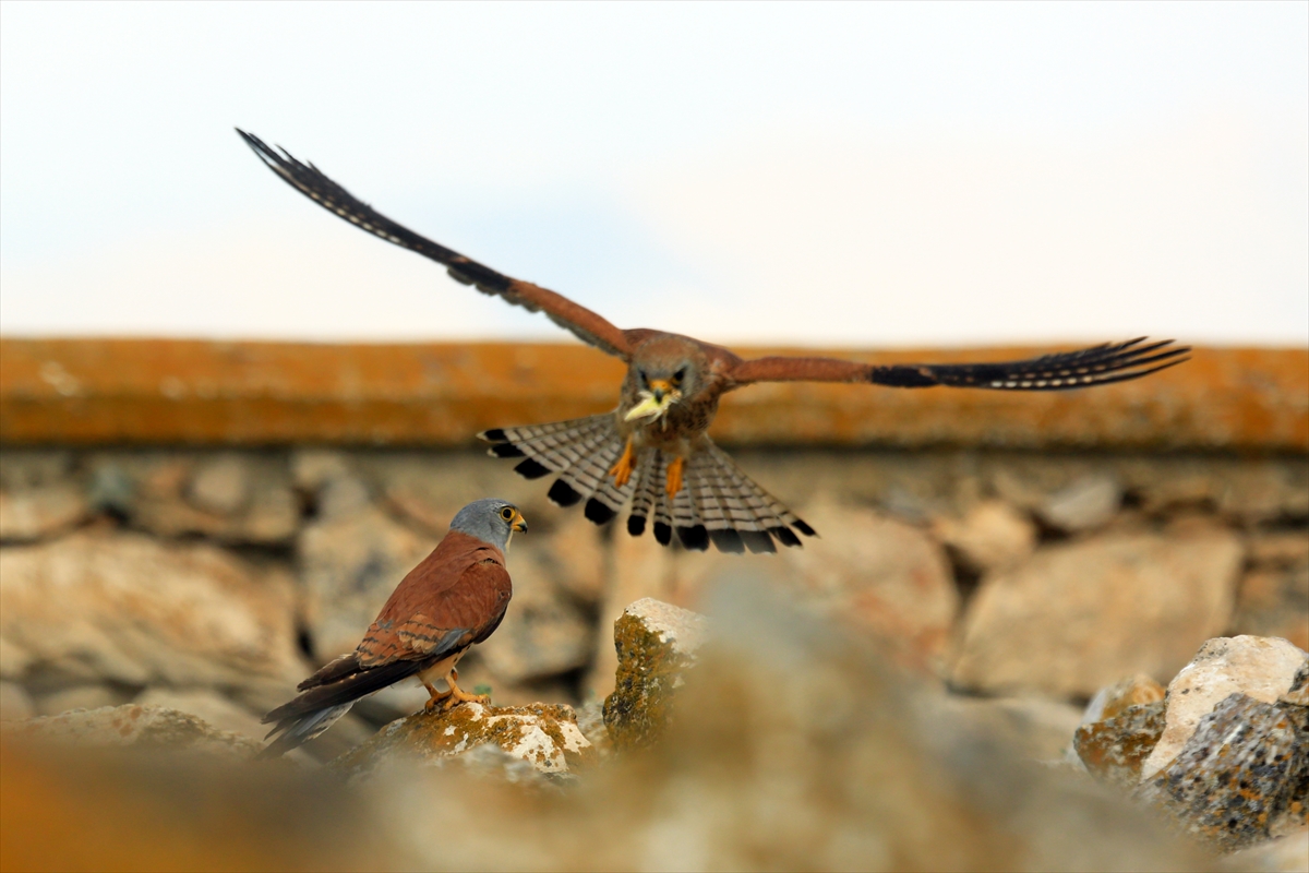 Konya'da kerkenezlerin "av mesaisi" - Görsel 4