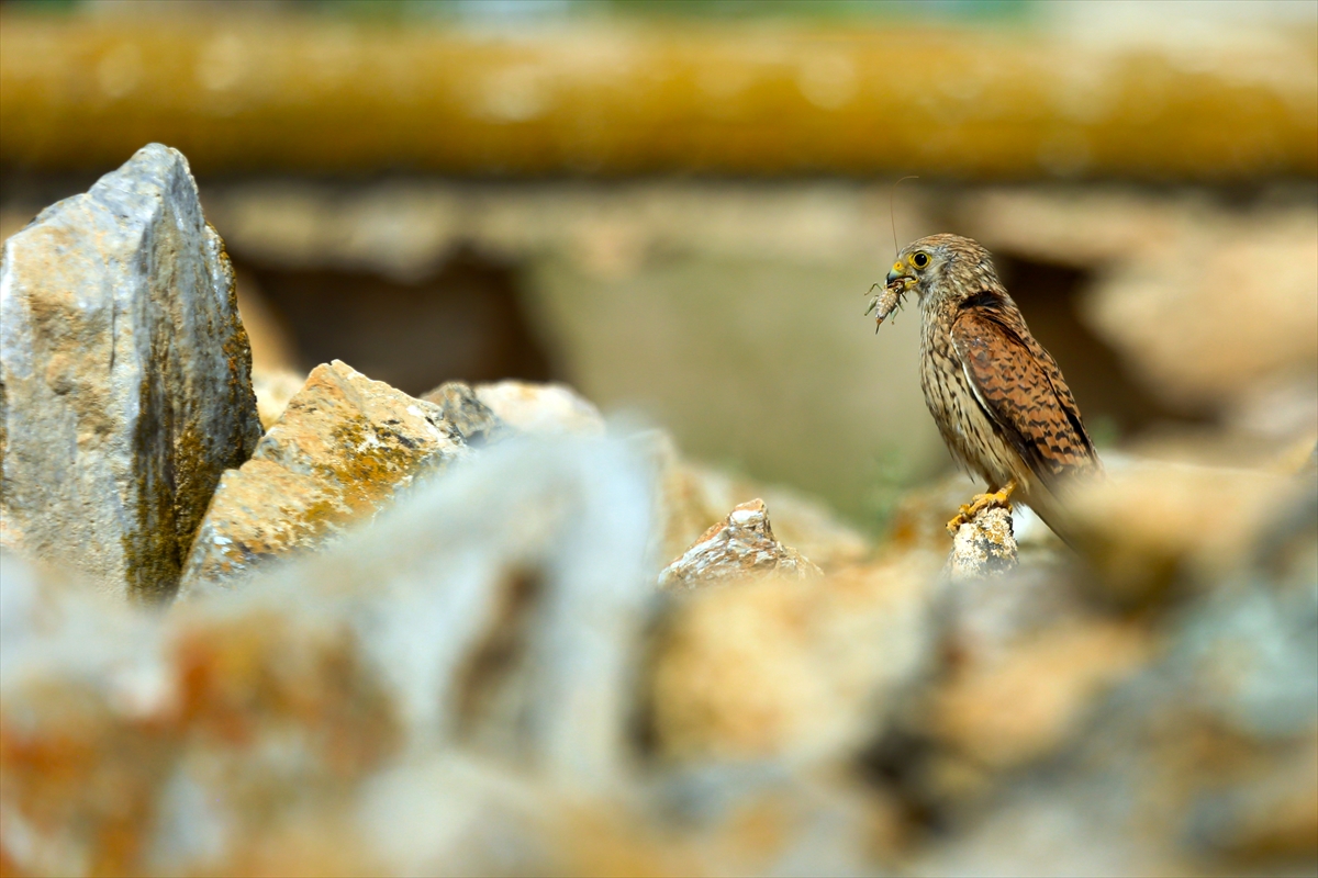 Konya'da kerkenezlerin "av mesaisi" - Görsel 5