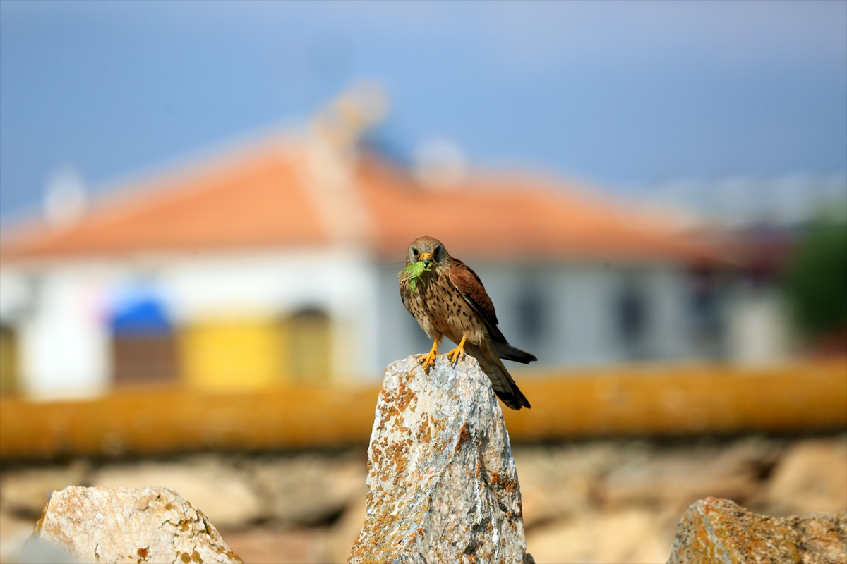 Konya'da kerkenezlerin "av mesaisi" - Görsel 6