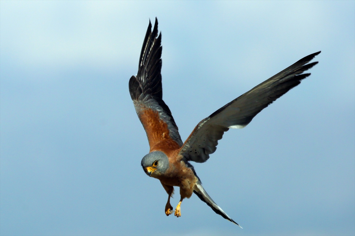 Konya'da kerkenezlerin "av mesaisi" - Görsel 7