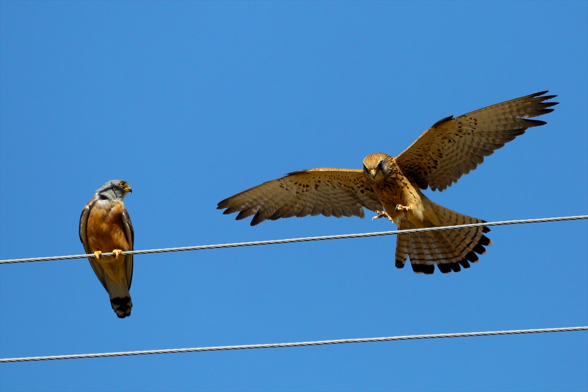 Konya'da kerkenezlerin "av mesaisi" - Görsel 8