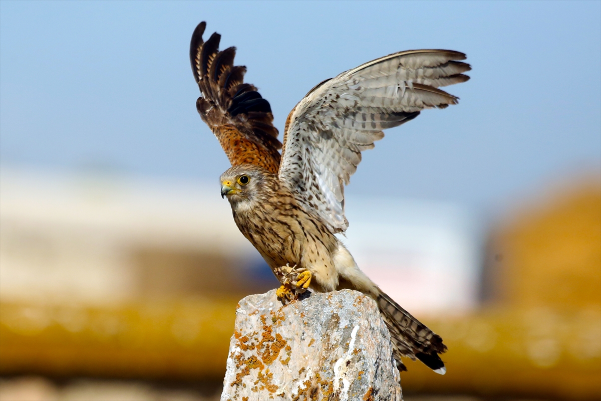 Konya'da kerkenezlerin "av mesaisi" - Görsel 9