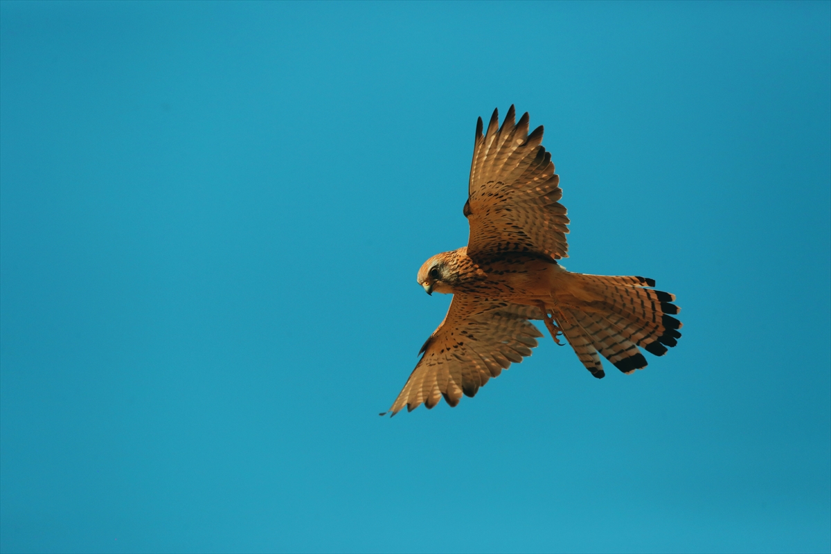 Konya'da kerkenezlerin "av mesaisi" - Görsel 10