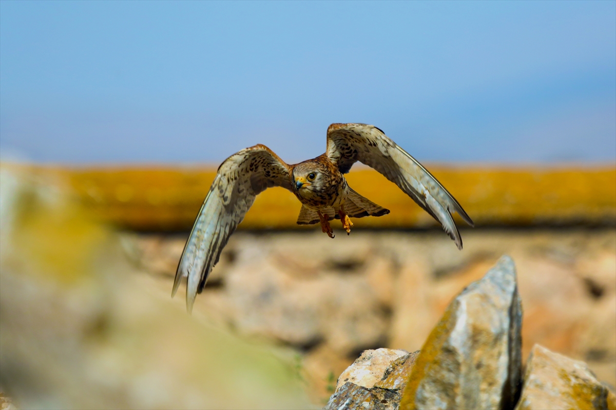 Konya'da kerkenezlerin "av mesaisi" - Görsel 11