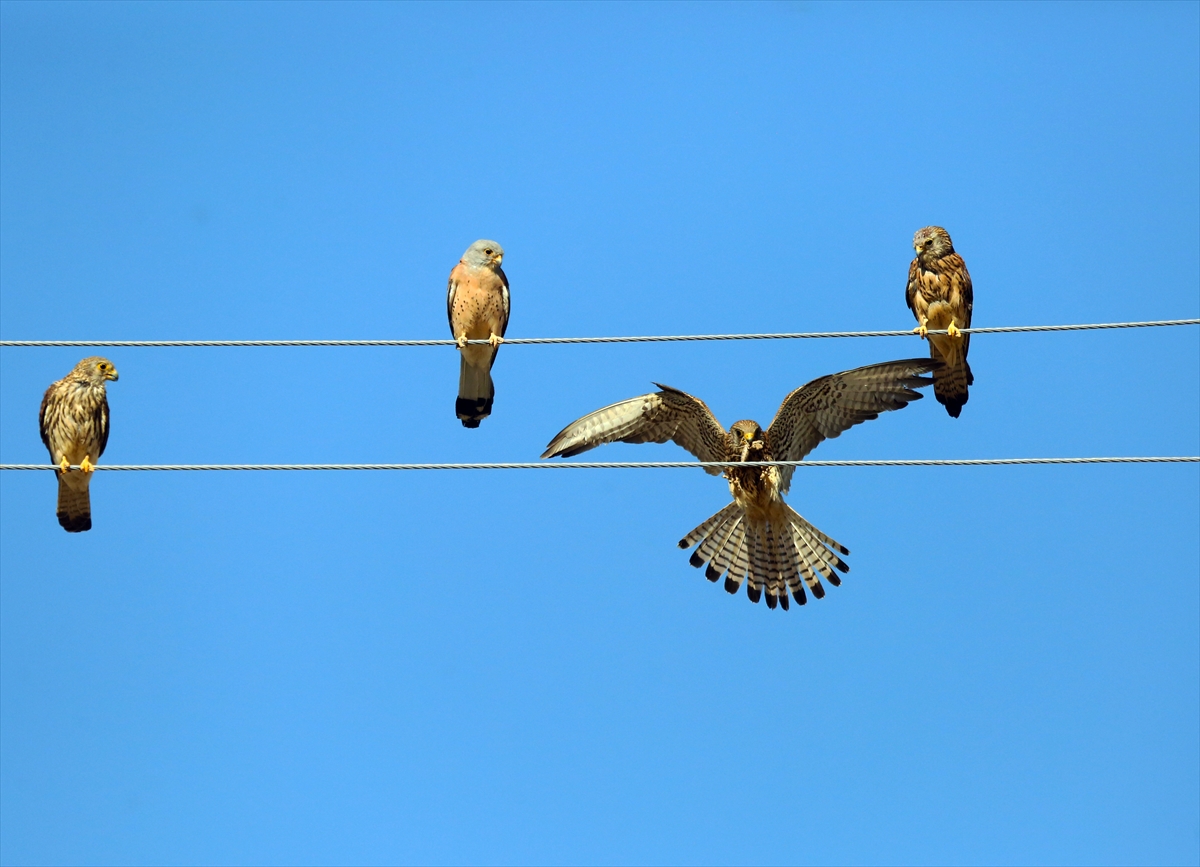 Konya'da kerkenezlerin "av mesaisi" - Görsel 12