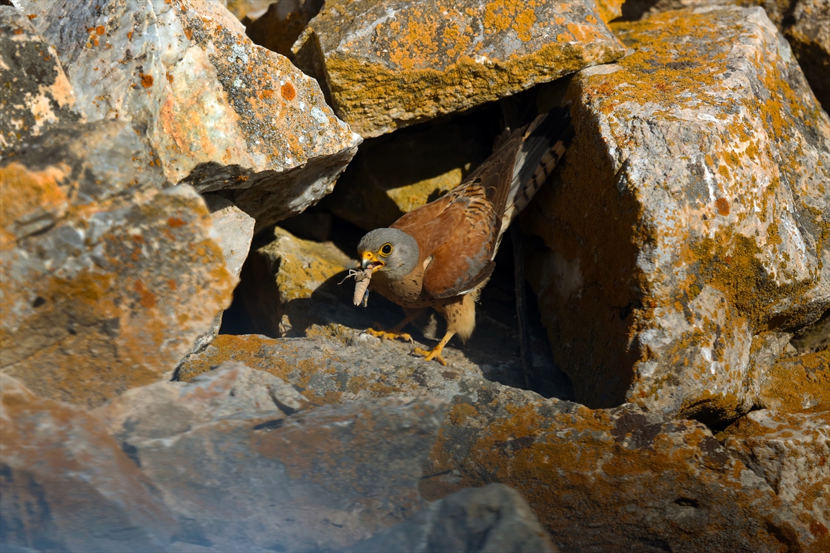 Konya'da kerkenezlerin "av mesaisi" - Görsel 13