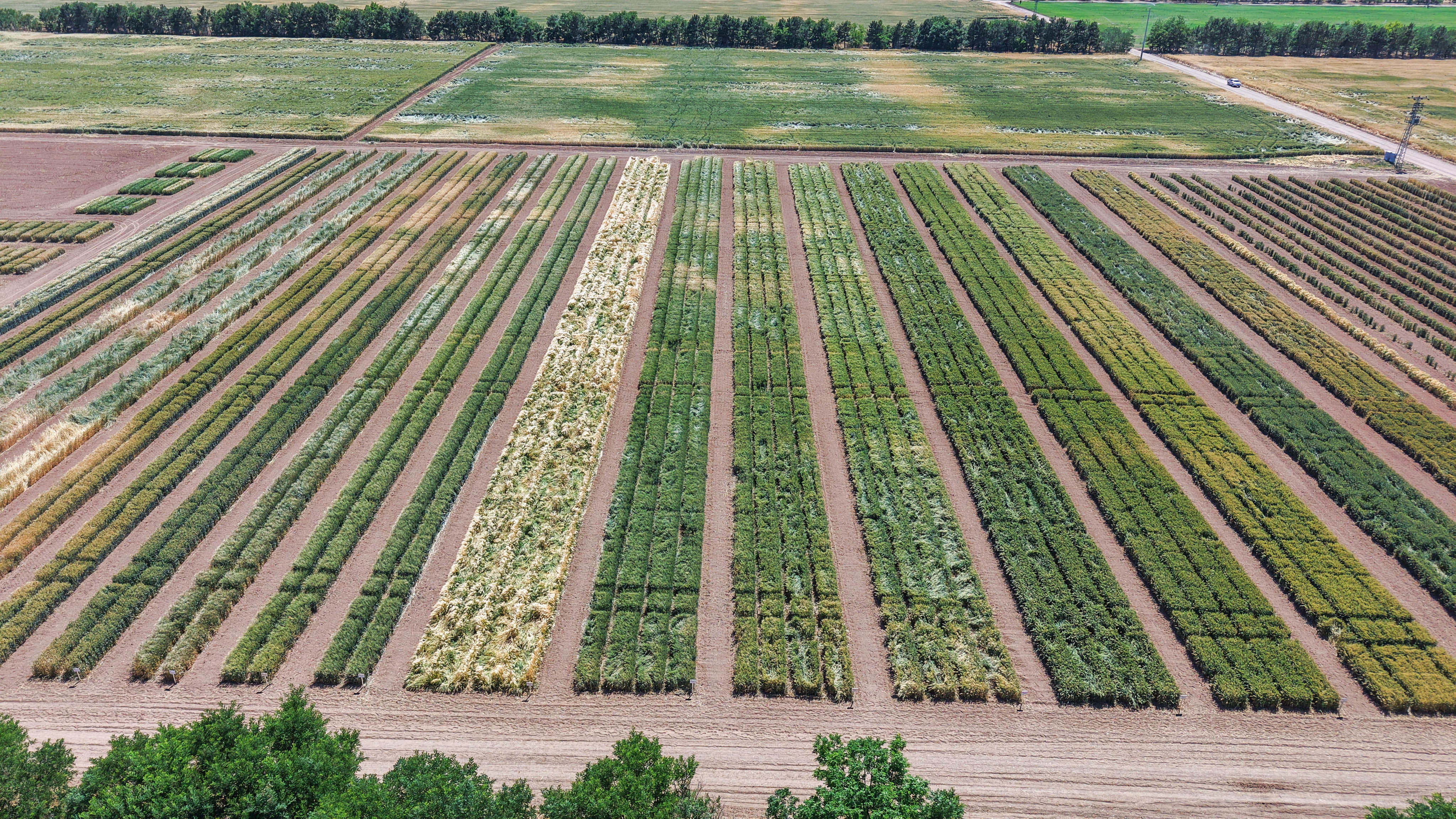 Konya'da TİGEM’de üretilen tohumların yüzde 45’i kuraklığa dayanıklı - Görsel 1