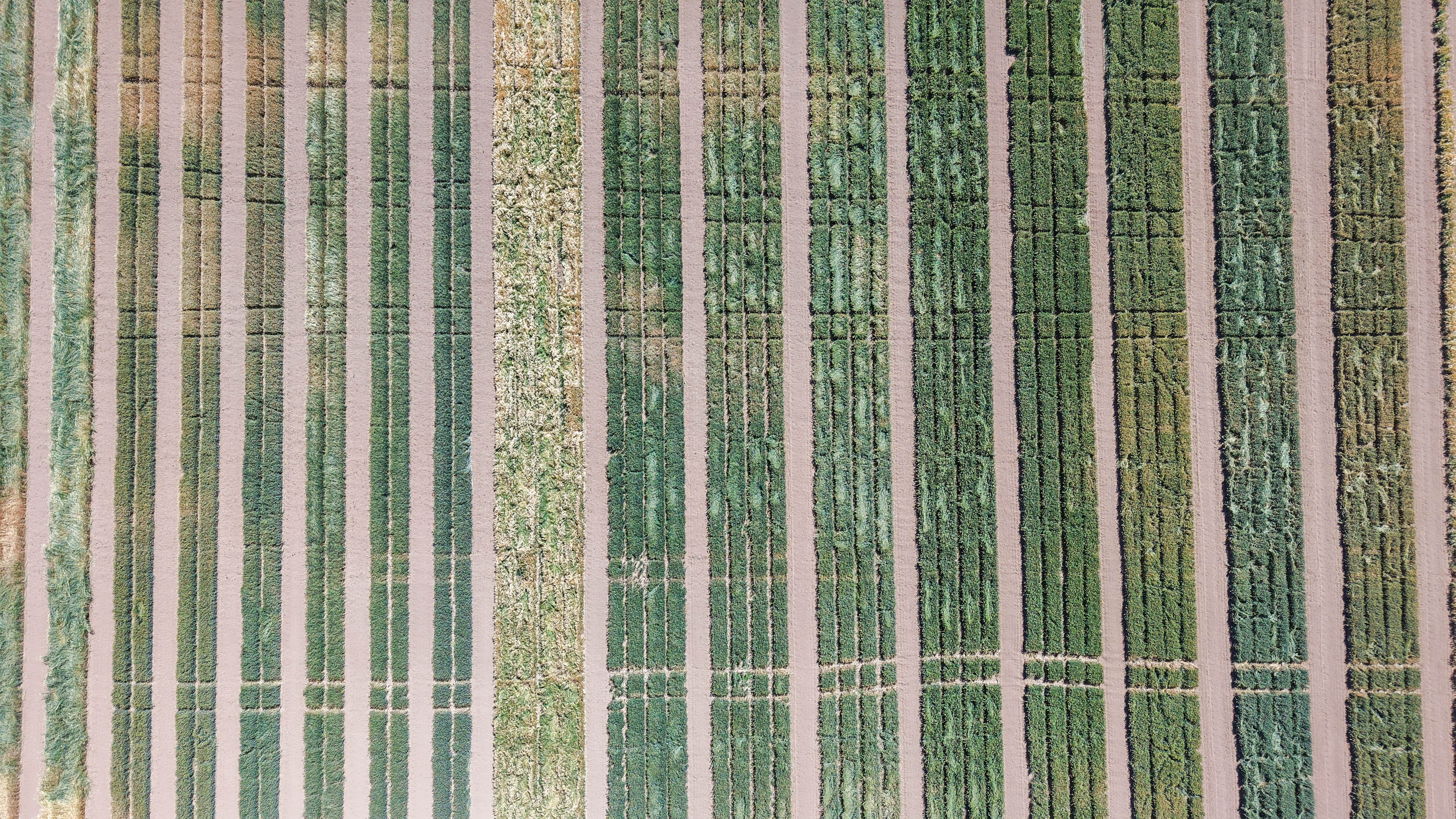 Konya'da TİGEM’de üretilen tohumların yüzde 45’i kuraklığa dayanıklı - Görsel 2