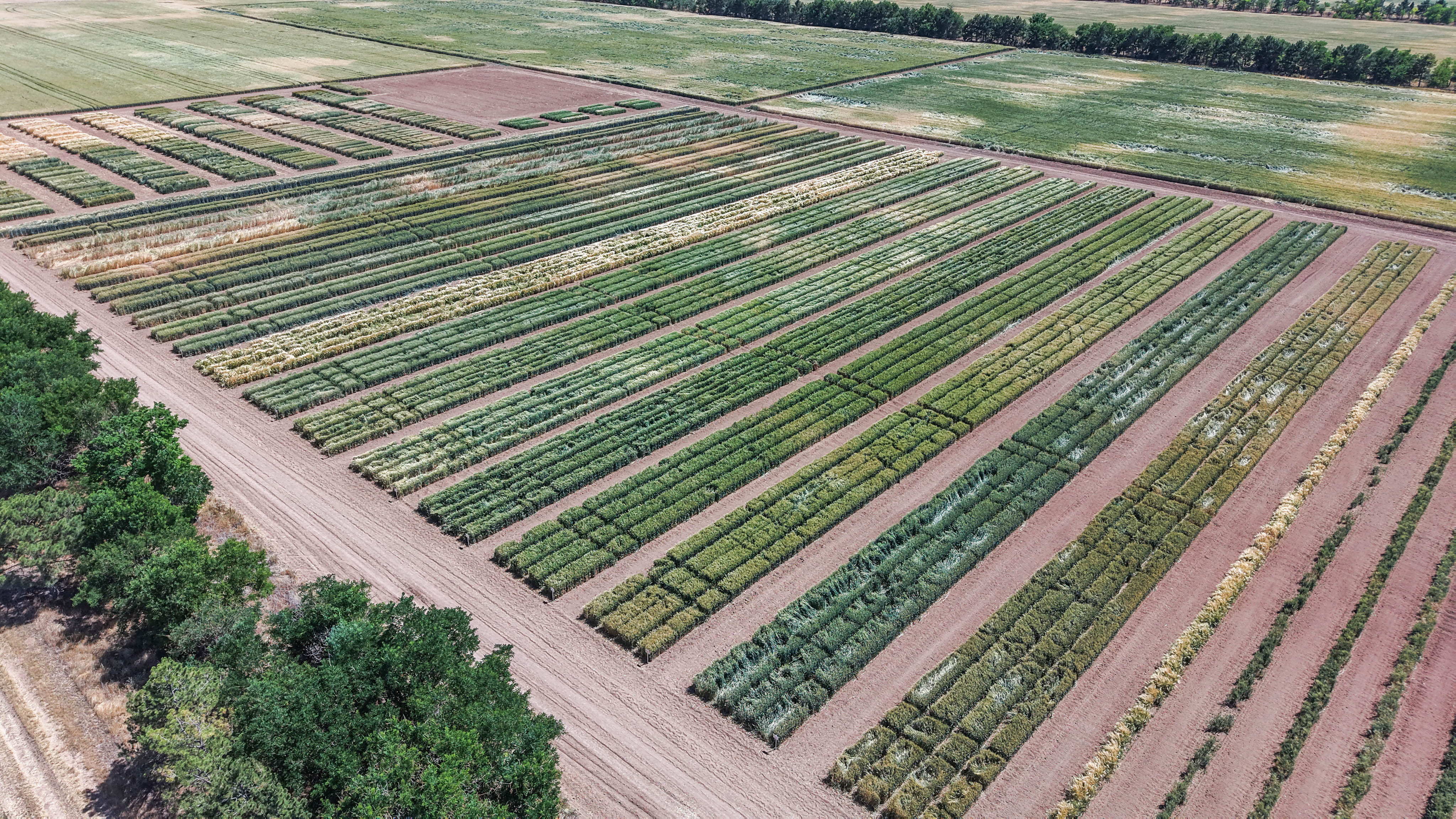 Konya'da TİGEM’de üretilen tohumların yüzde 45’i kuraklığa dayanıklı - Görsel 5