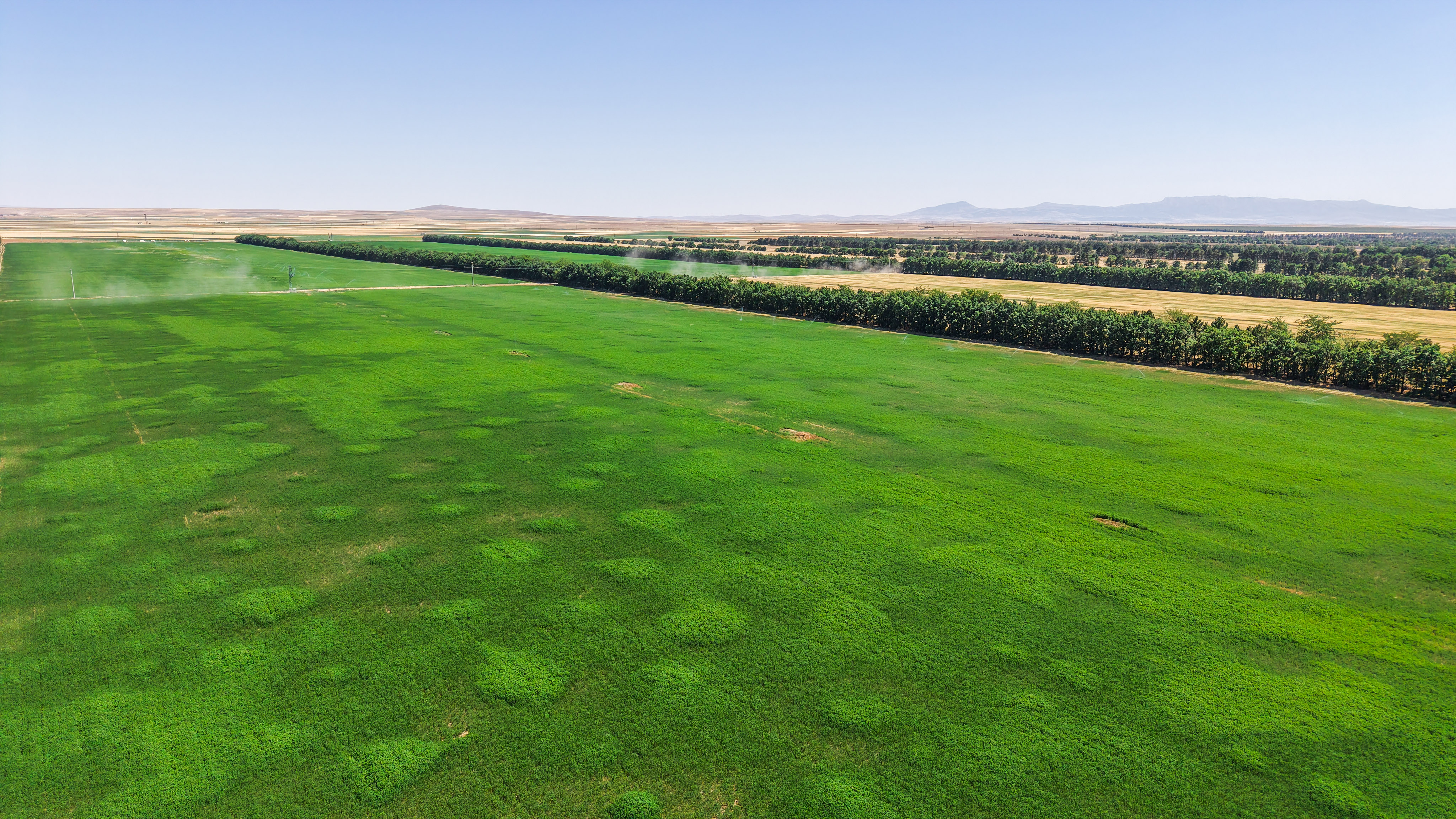 Konya'da TİGEM’de üretilen tohumların yüzde 45’i kuraklığa dayanıklı - Görsel 6