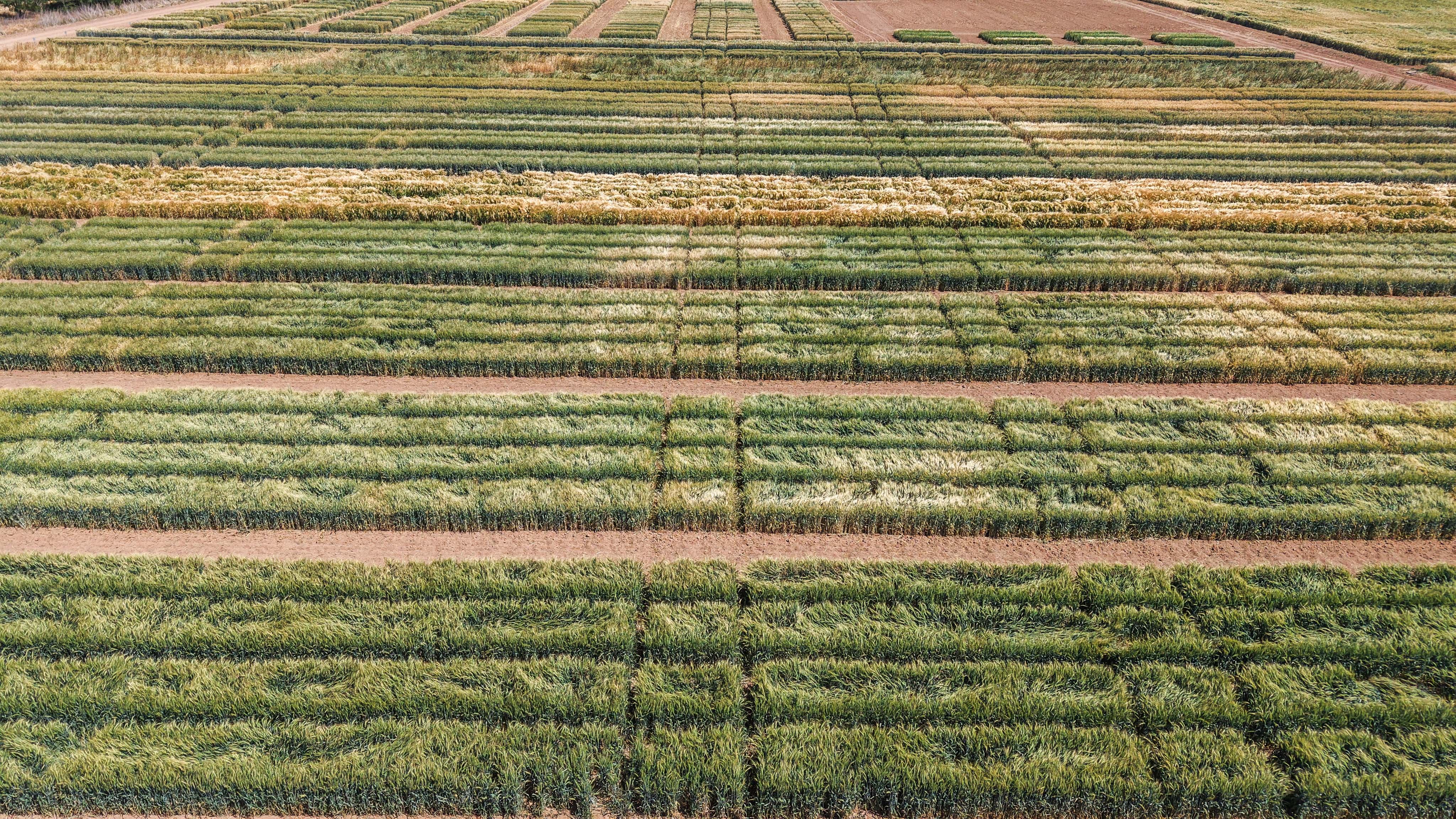 Konya'da TİGEM’de üretilen tohumların yüzde 45’i kuraklığa dayanıklı - Görsel 7