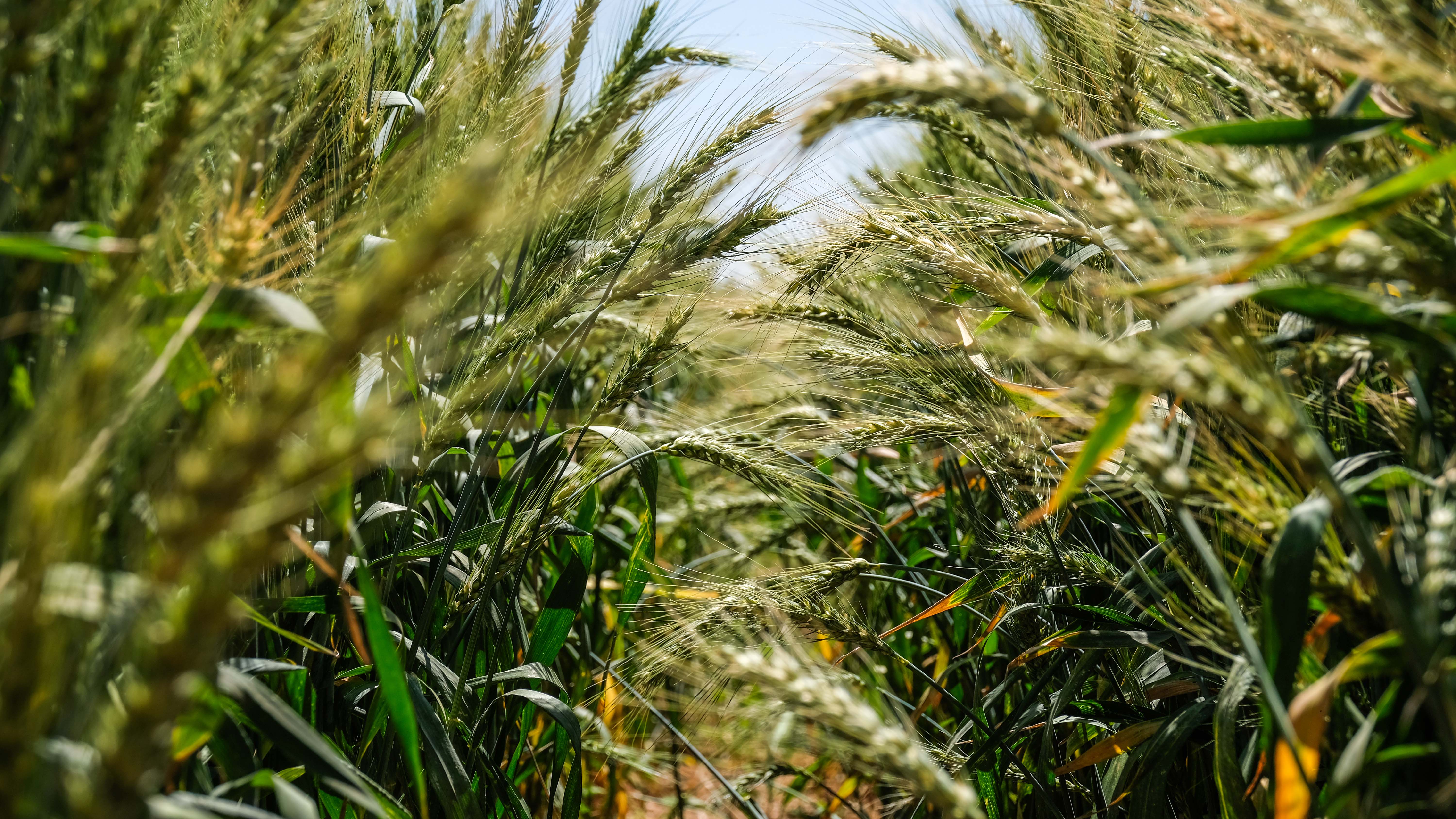 Konya'da TİGEM’de üretilen tohumların yüzde 45’i kuraklığa dayanıklı - Görsel 8