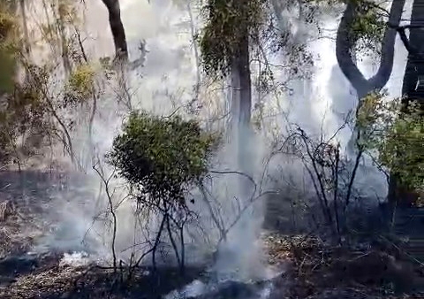 Manavgat'ta  orman yangını kontrol altına alındı - Görsel 1