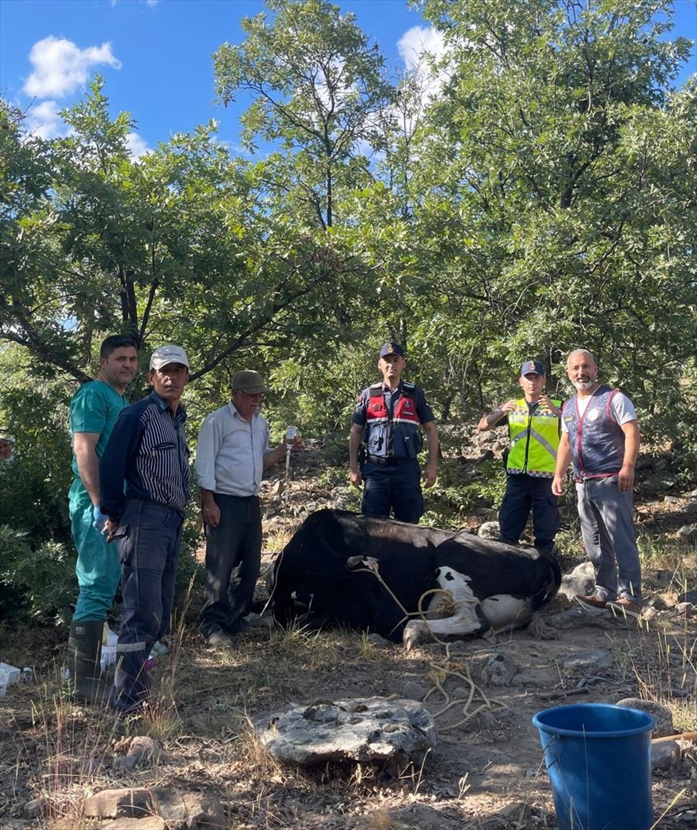 Seydişehir'de kaybolan inek jandarma tarafından dron desteğiyle bulundu - Görsel 1